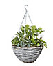 Multicolour Winter Assorted Planted hanging basket