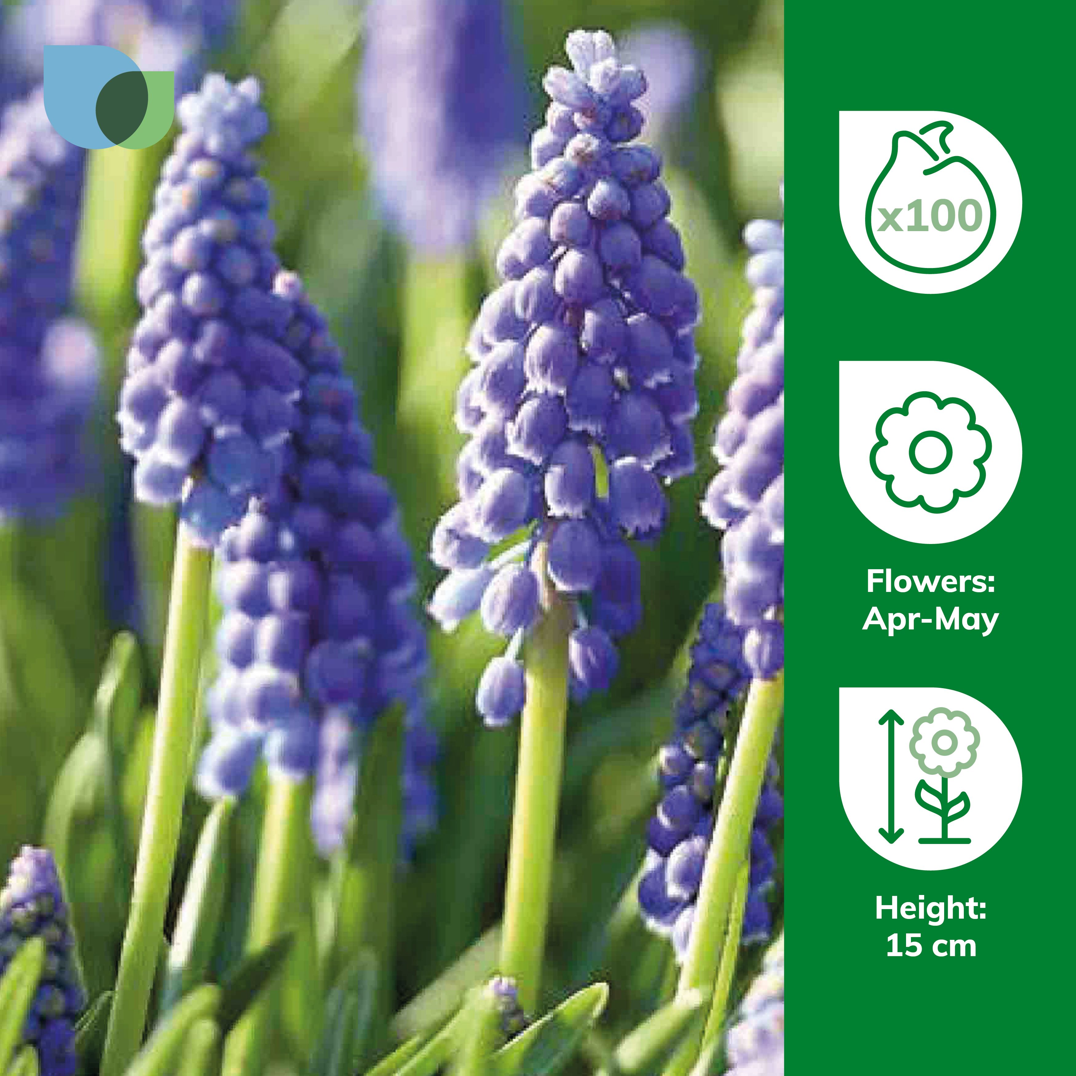 Muscari armeniacum (Grape Hyacinth) 100 Flower bulbs - 3
