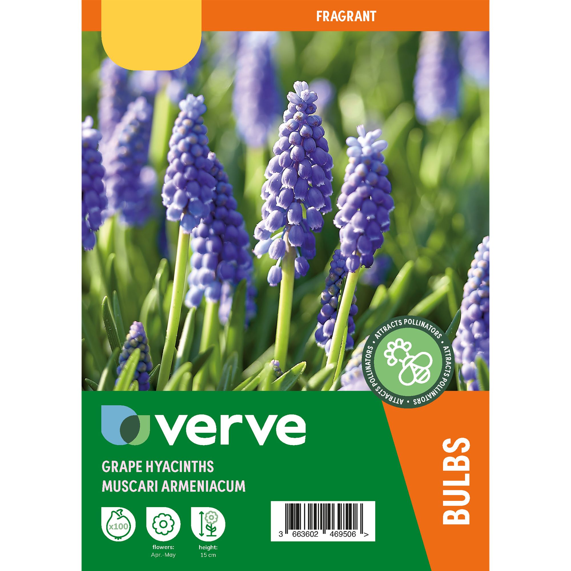 Muscari armeniacum (Grape Hyacinth) 100 Flower bulbs - 6