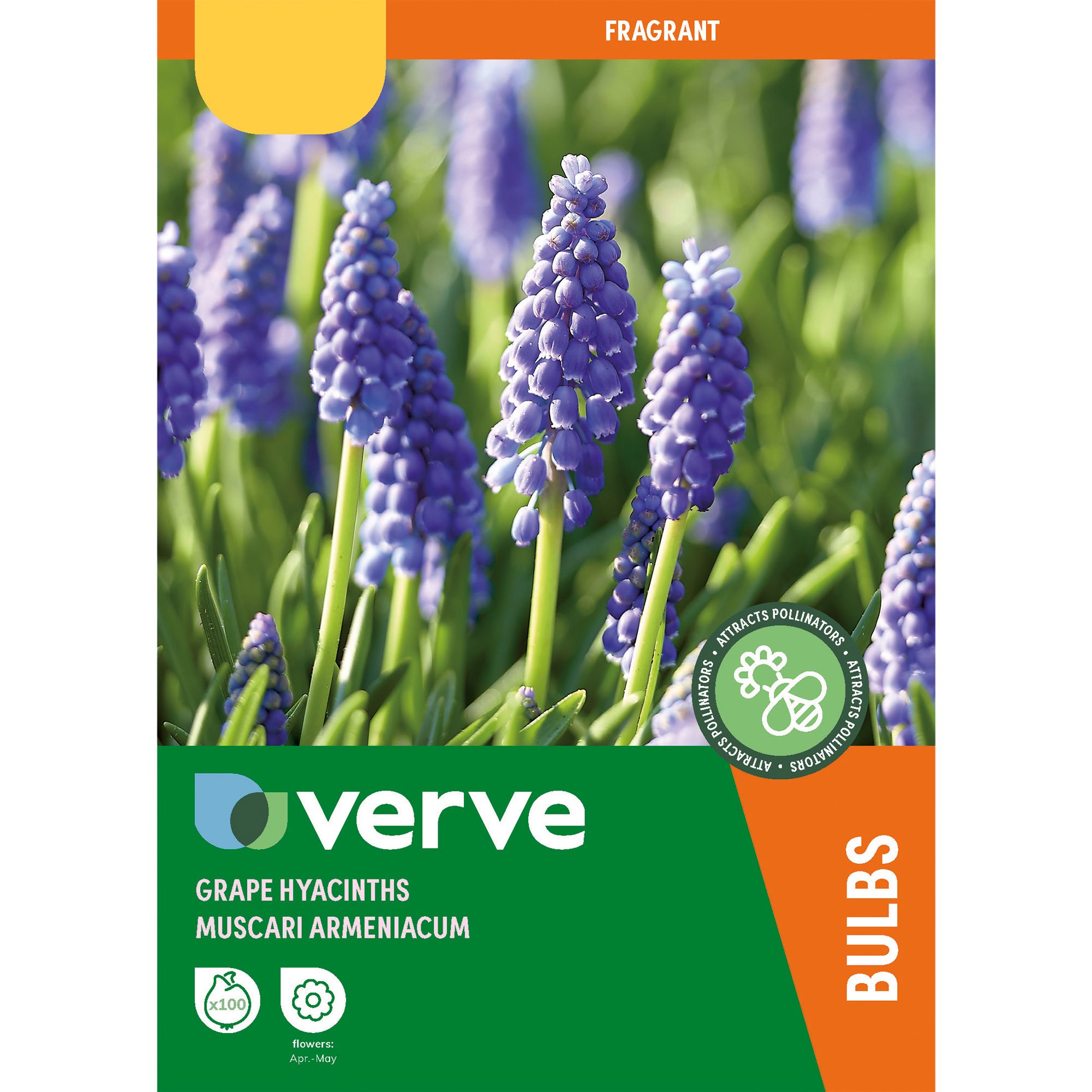 Muscari armeniacum (Grape Hyacinth) 100 Flower bulbs