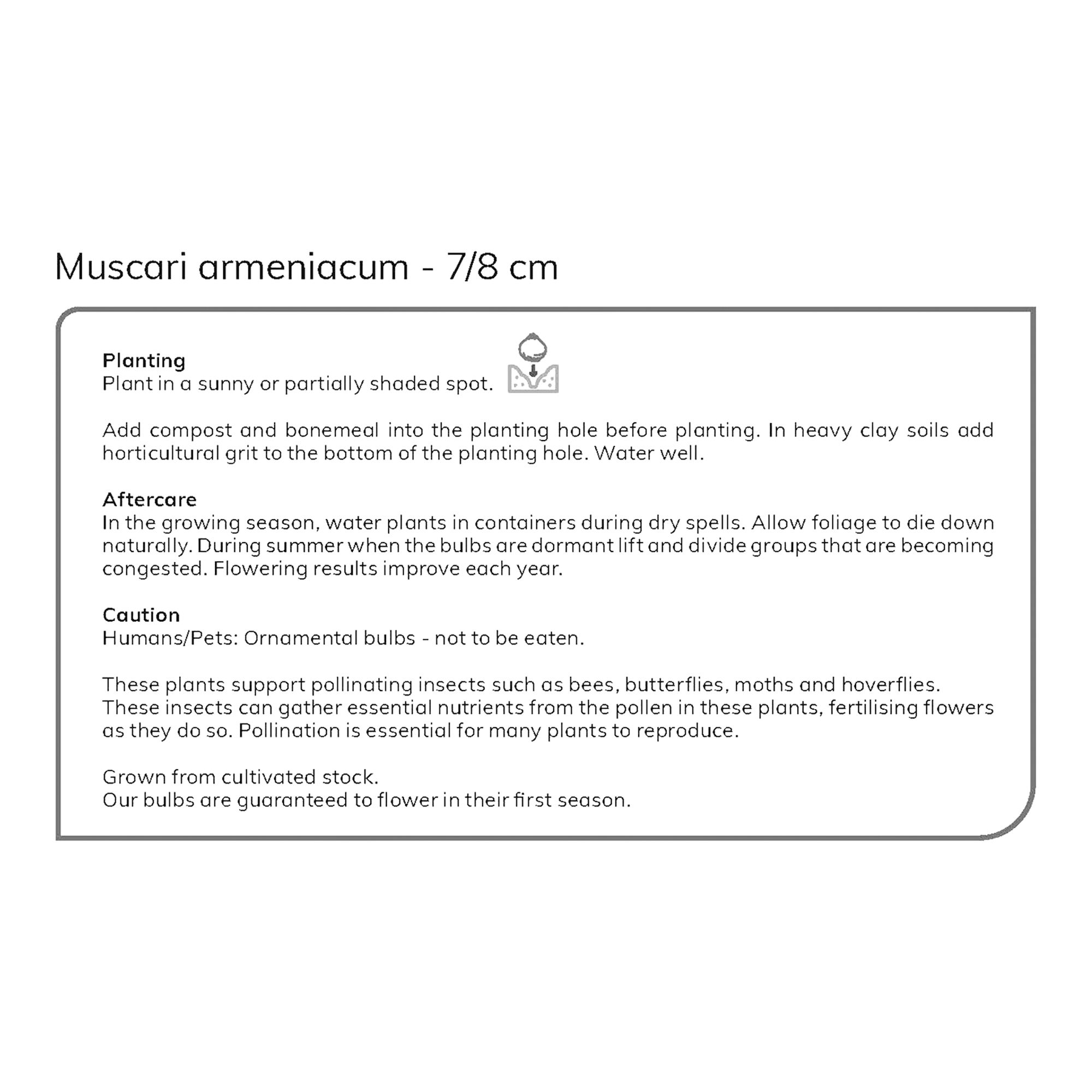 Muscari armeniacum (Grape Hyacinth) 100 Flower bulbs - 7
