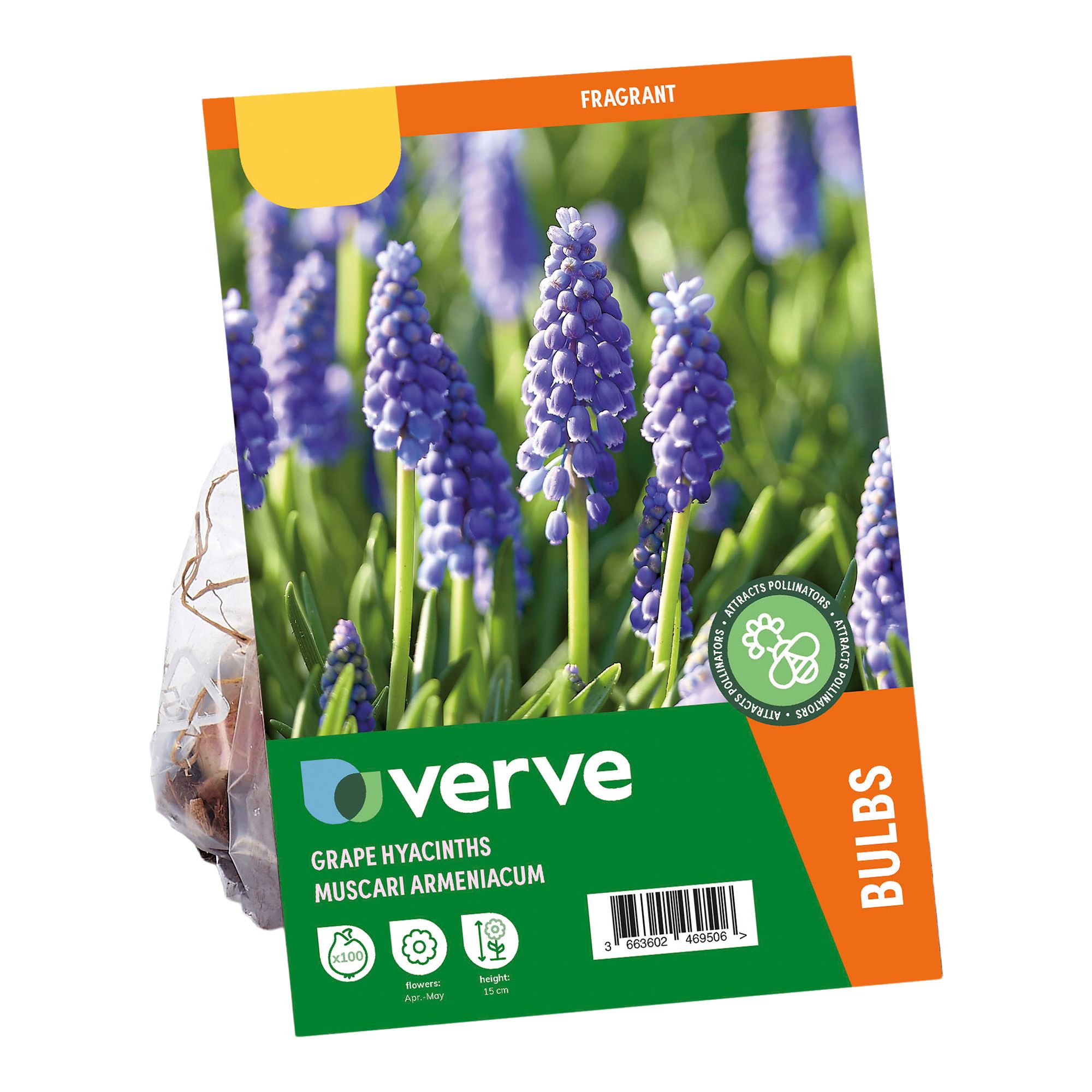 Muscari armeniacum (Grape Hyacinth) 100 Flower bulbs - 5