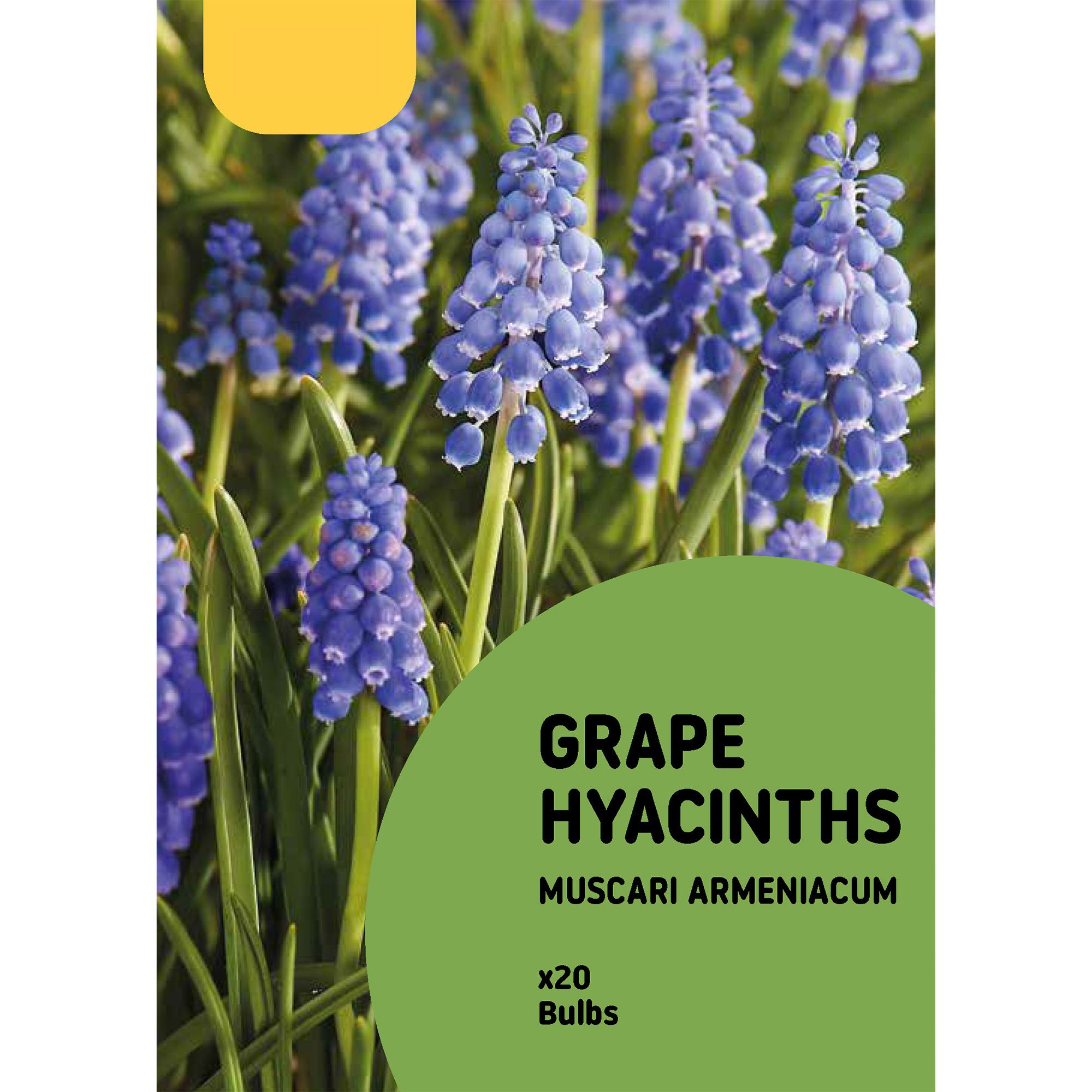 Muscari armeniacum (Grape Hyacinth) 20 Flower bulbs