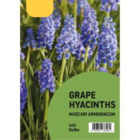 Muscari armeniacum (Grape Hyacinth) 20 Flower bulbs