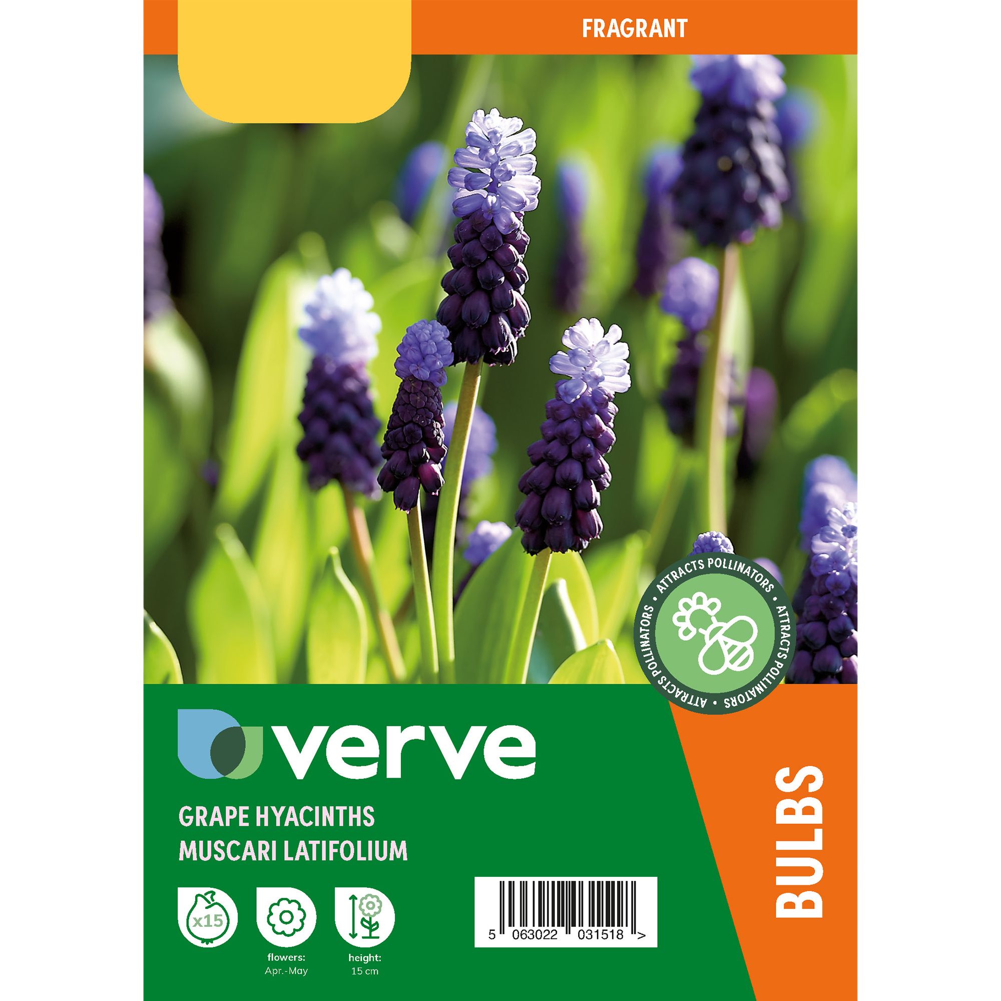 Muscari latifolium (grape hyacinth) 15 Flower bulbs - 4