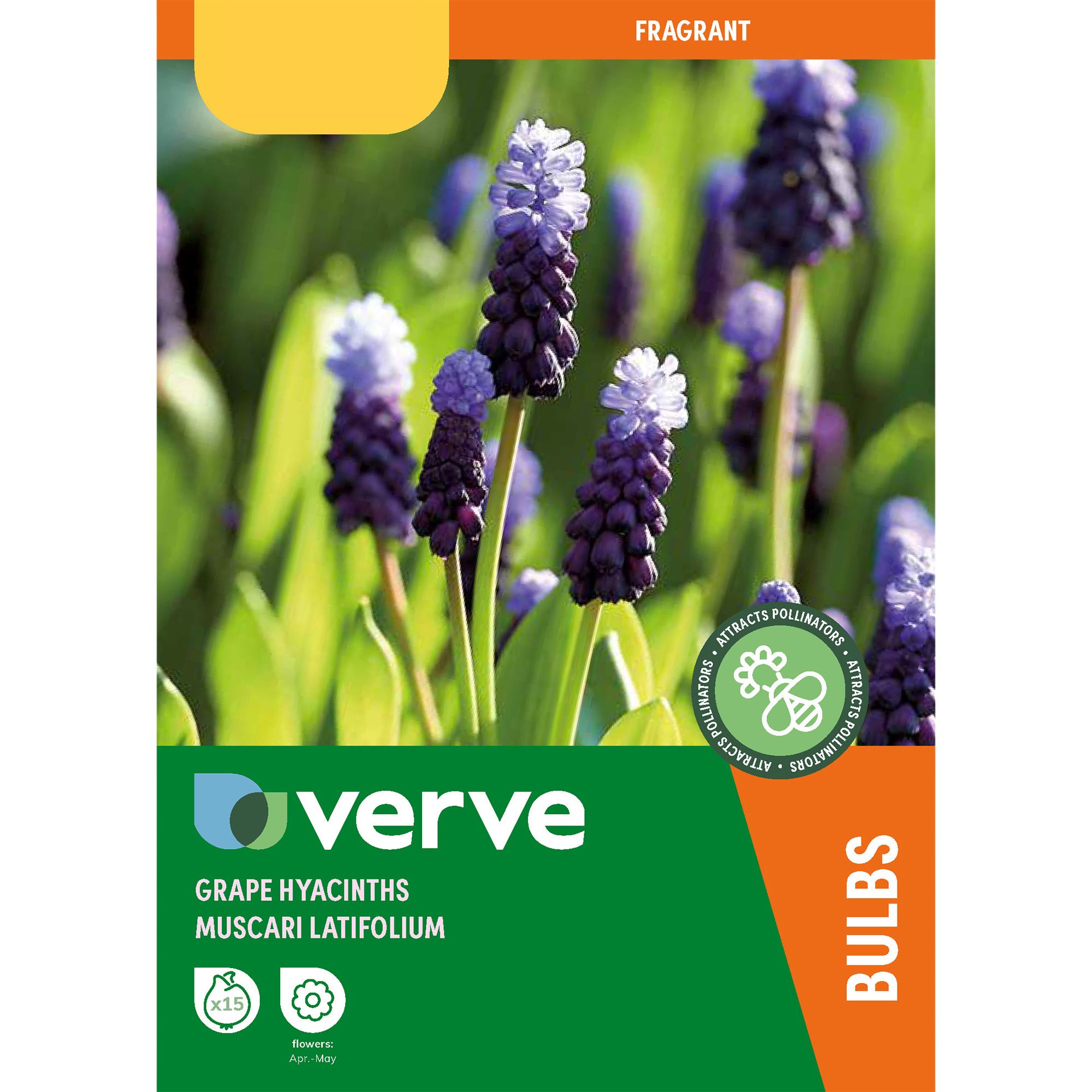 Muscari latifolium (grape hyacinth) 15 Flower bulbs