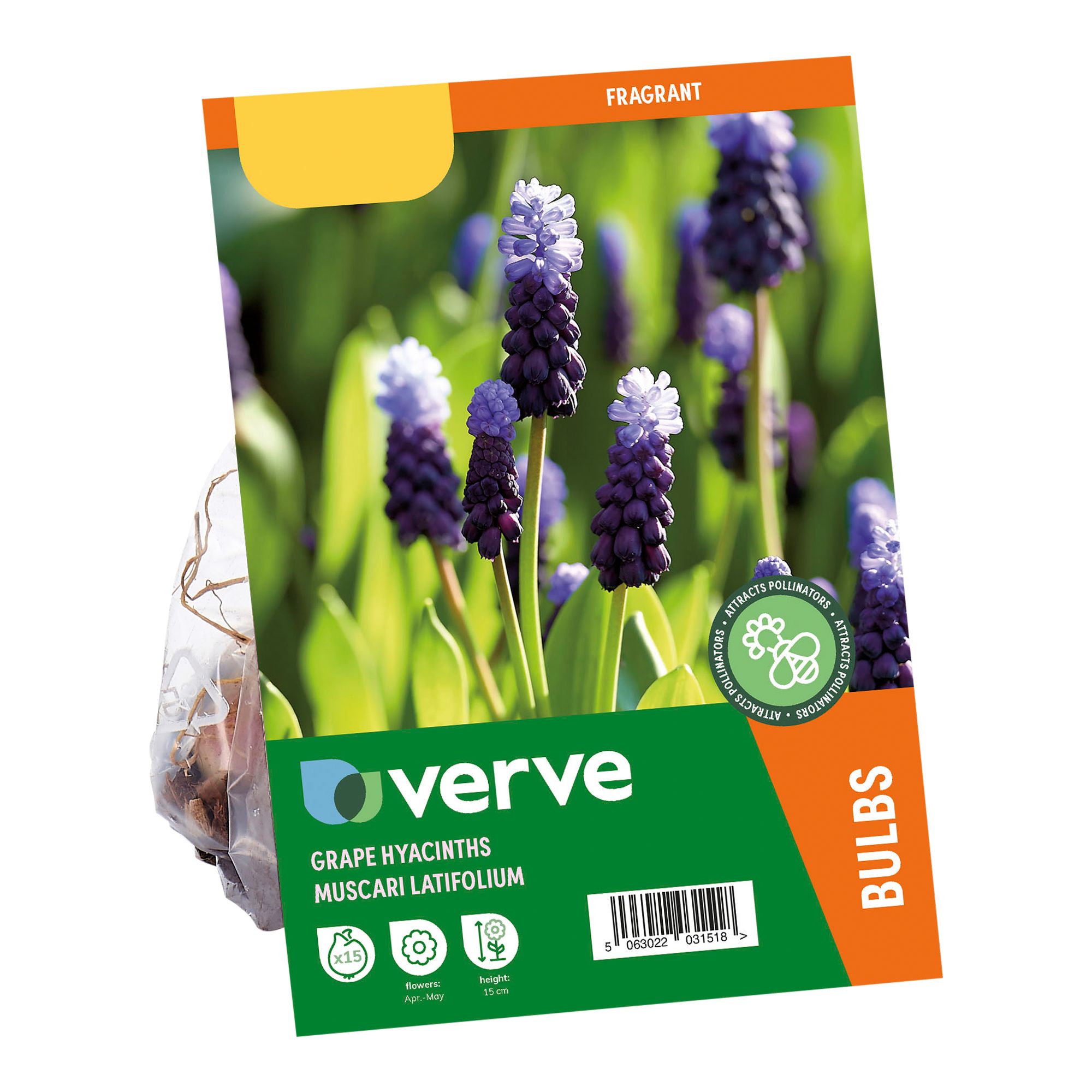 Muscari latifolium (grape hyacinth) 15 Flower bulbs - 3