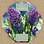 Muscari Siberian Tiger, Iris J.S. Dijt & Hyacinthus Purple Sensation Purple blue Flower bulb, comes in Ceramic Container