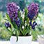 Muscari Siberian Tiger, Iris J.S. Dijt & Hyacinthus Purple Sensation Purple blue Flower bulb, comes in Ceramic Container