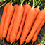 Nantes Carrot Seed tape