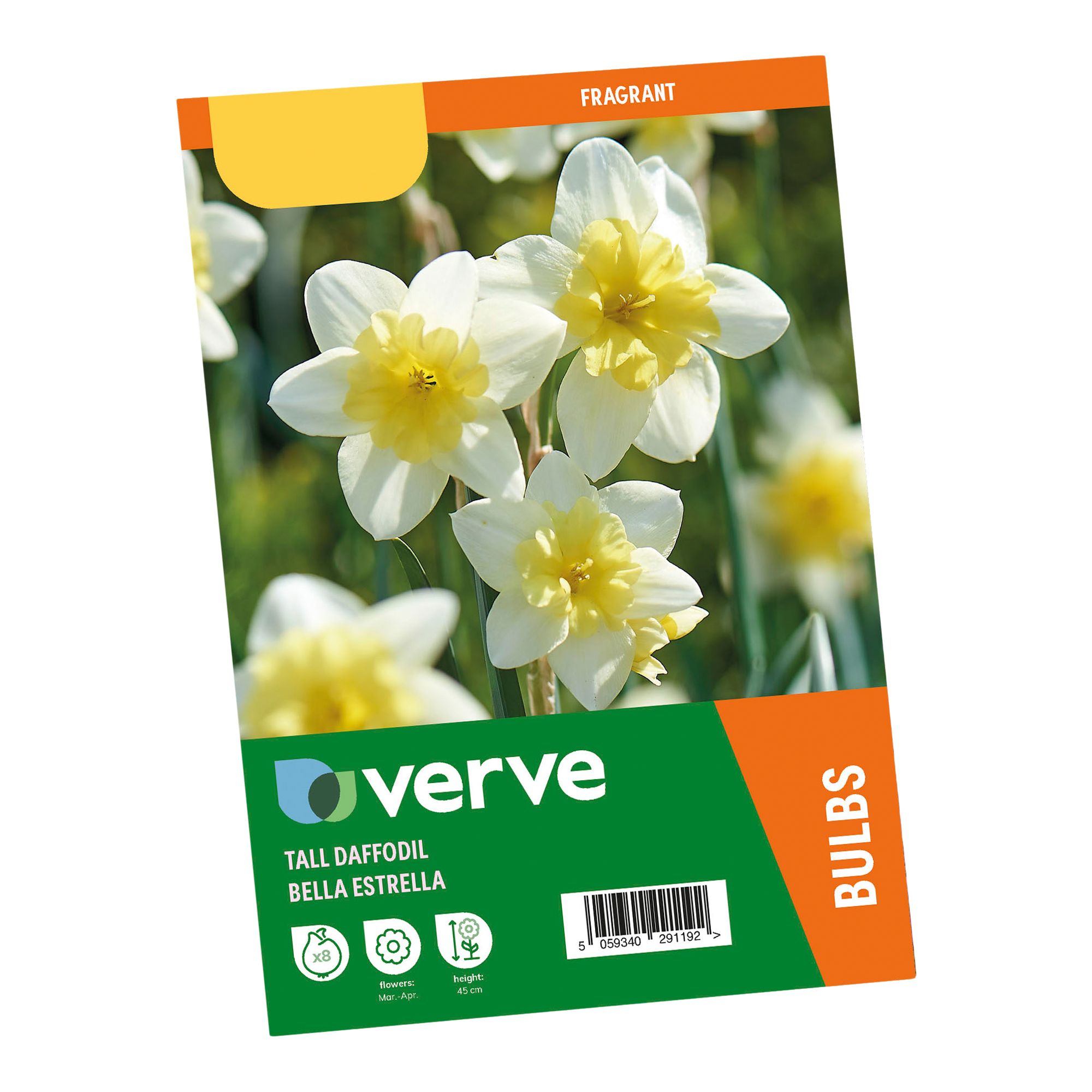 Narcissus Bella Estrella 8 Flower bulbs - 3