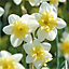 Narcissus Bella Estrella Yellow Flower bulb Pack of 8
