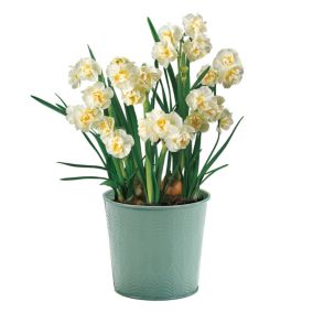 Narcissus Bridal Crown Yellow Flower bulb, in green pot comes in Tin Container
