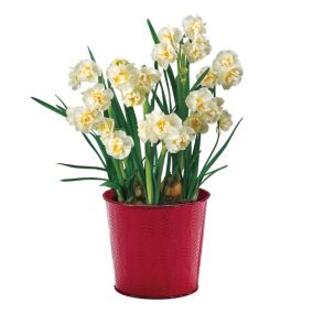 Narcissus Bridal Crown Yellow Flower bulb, in red pot comes in Tin Container