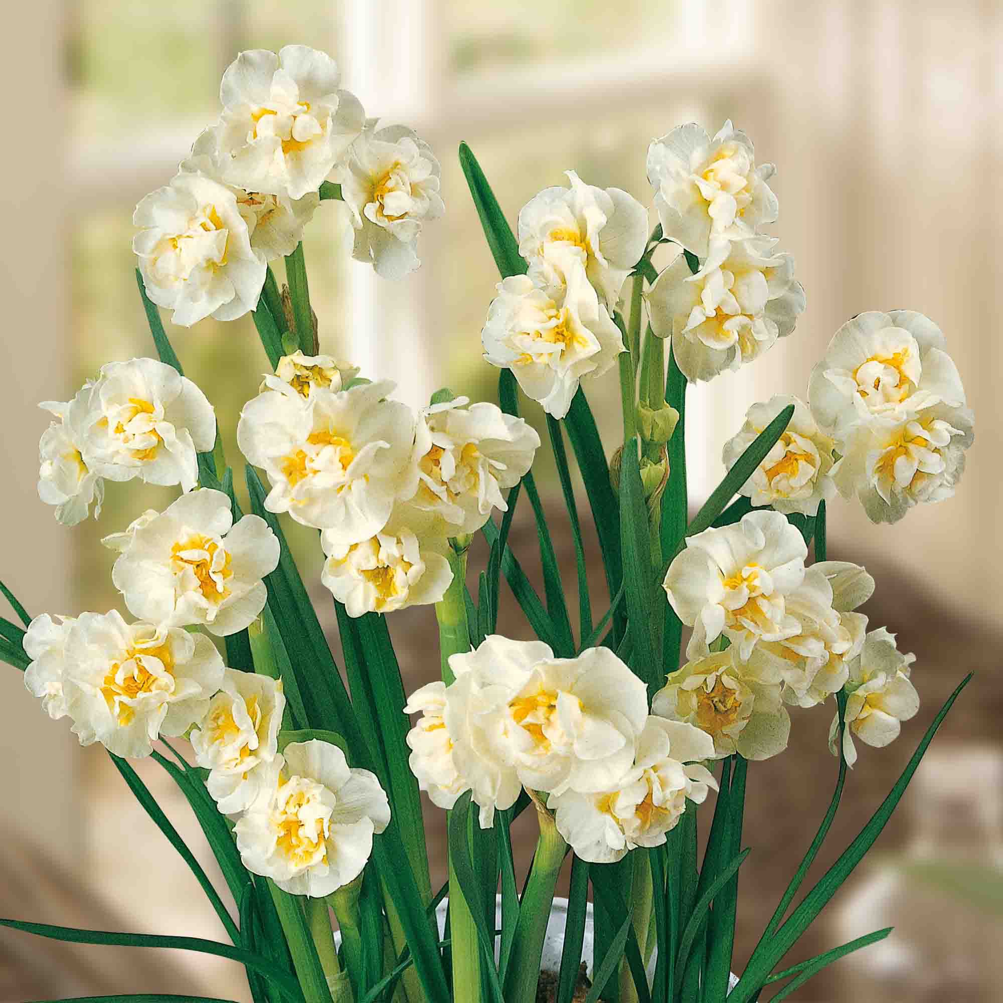 Narcissus Bridal Crown Yellow Flower bulb, in red pot