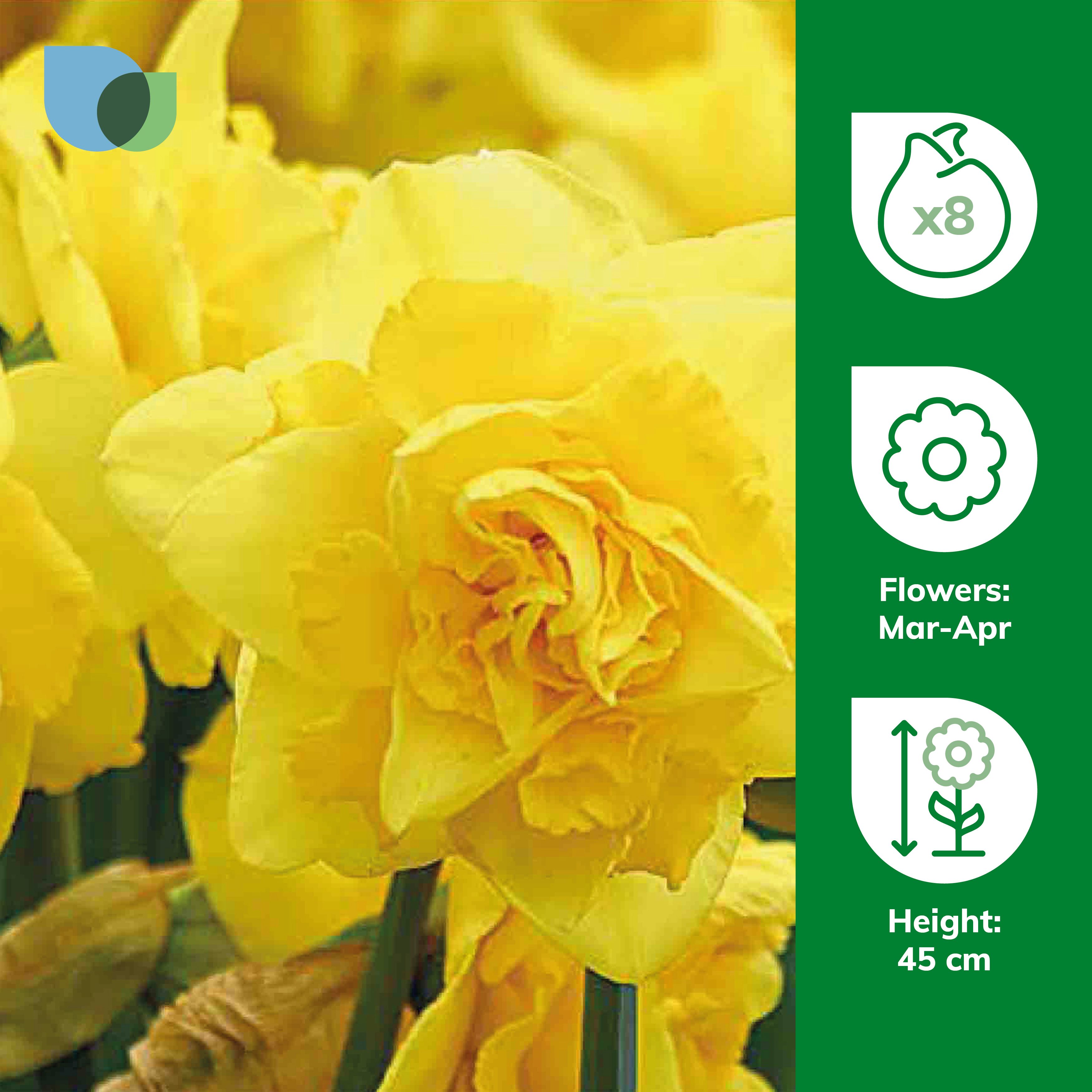 Narcissus Dick Wilden 8 Flower bulbs - 3