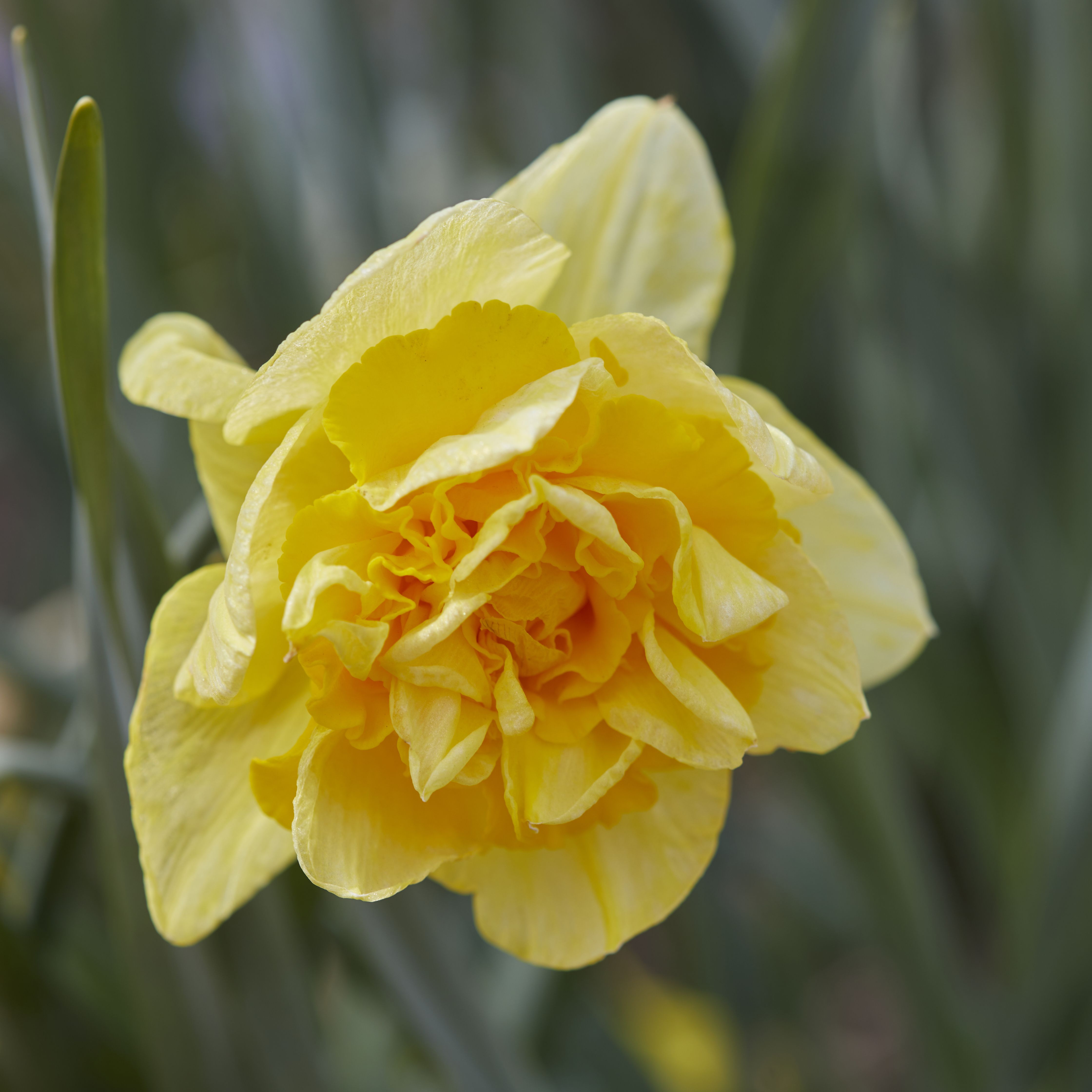 Narcissus Dick Wilden 8 Flower bulbs