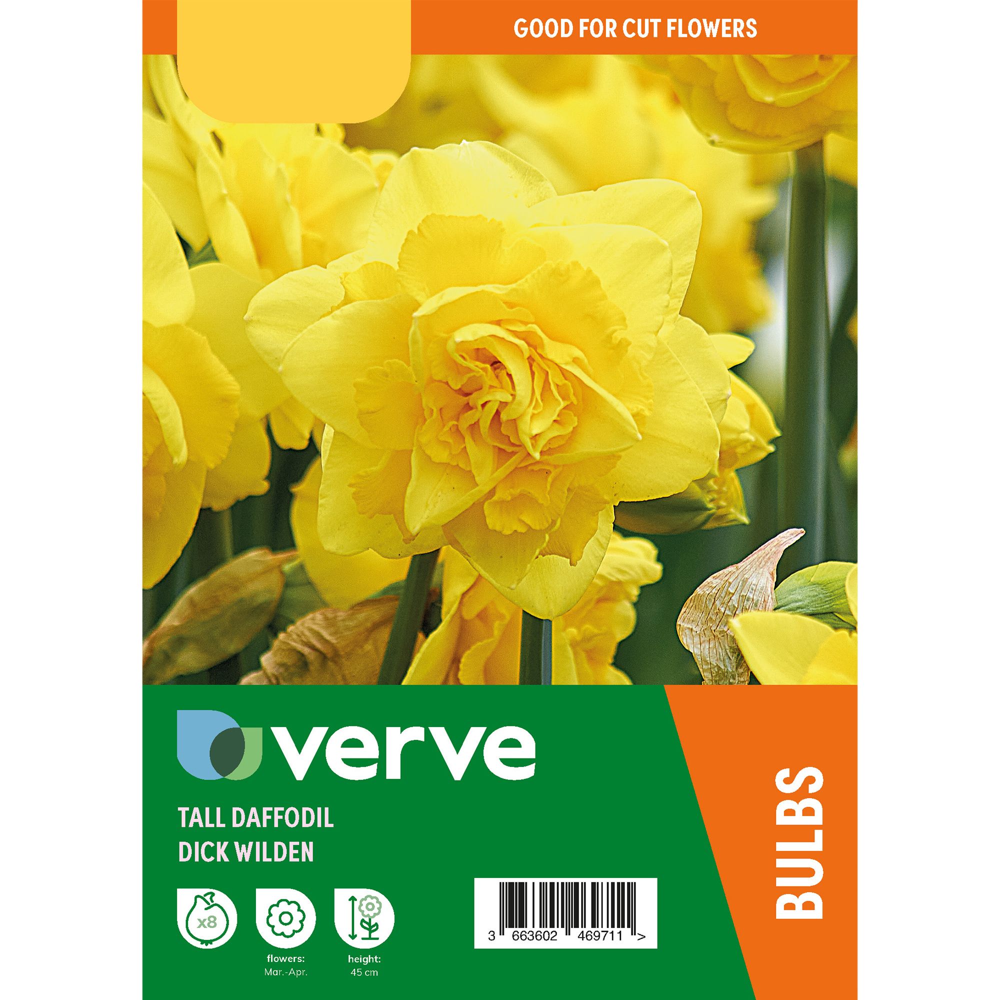 Narcissus Dick Wilden 8 Flower bulbs - 6