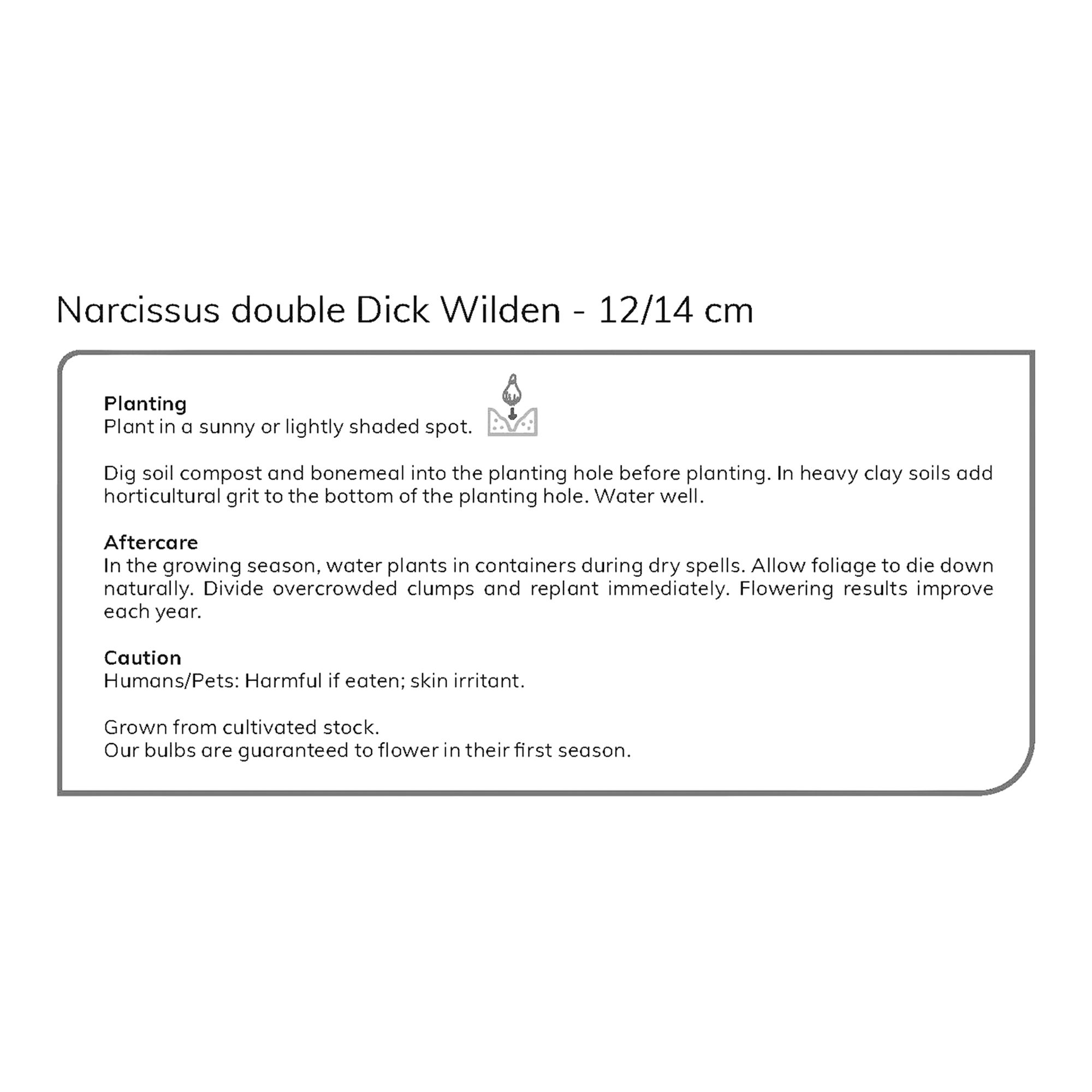 Narcissus Dick Wilden 8 Flower bulbs - 7