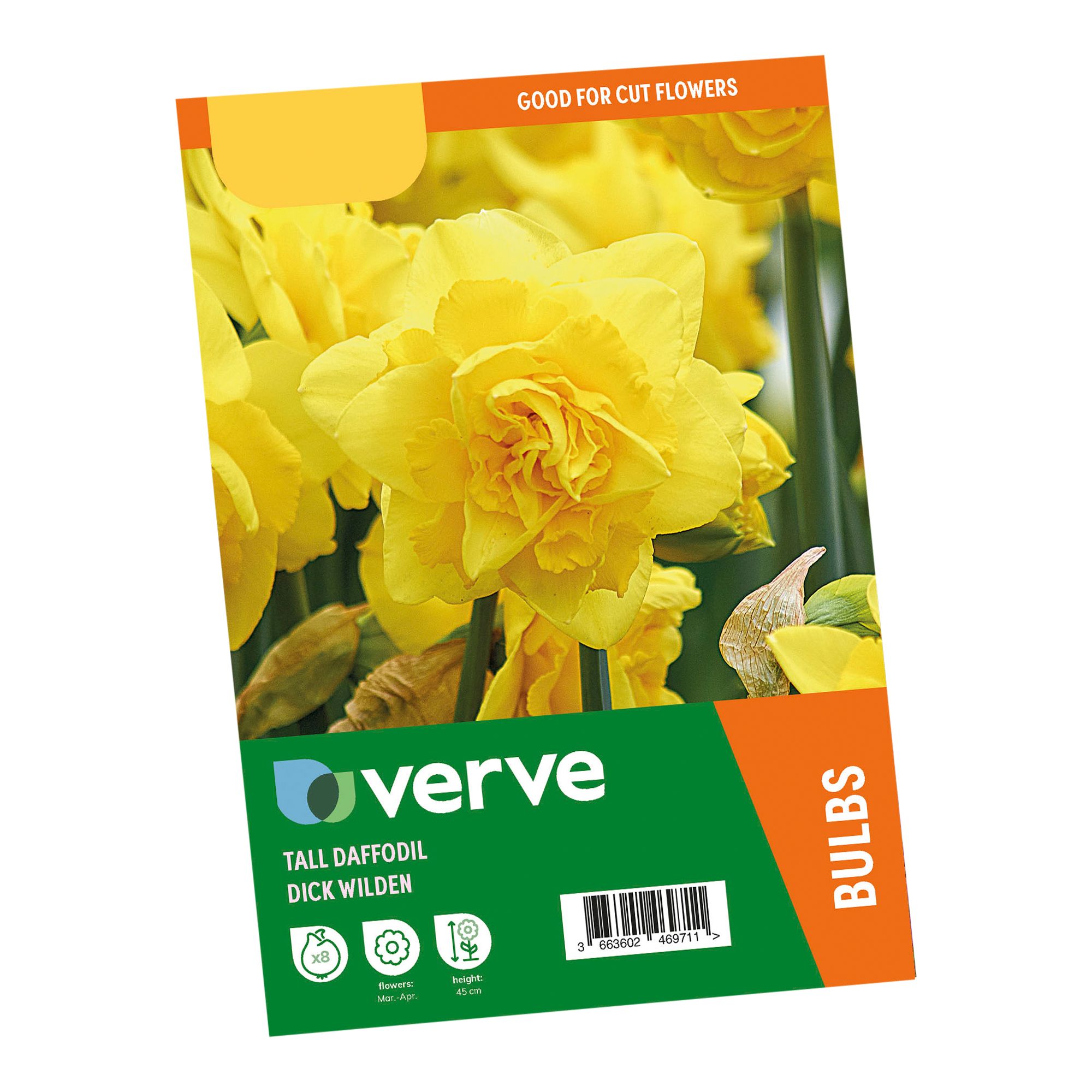 Narcissus Dick Wilden 8 Flower bulbs - 5