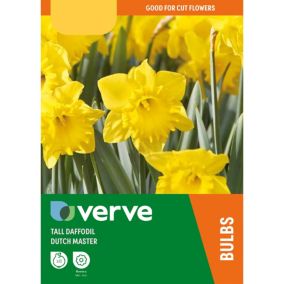 Narcissus Dutch Master Yellow Flower bulb Pack of 8