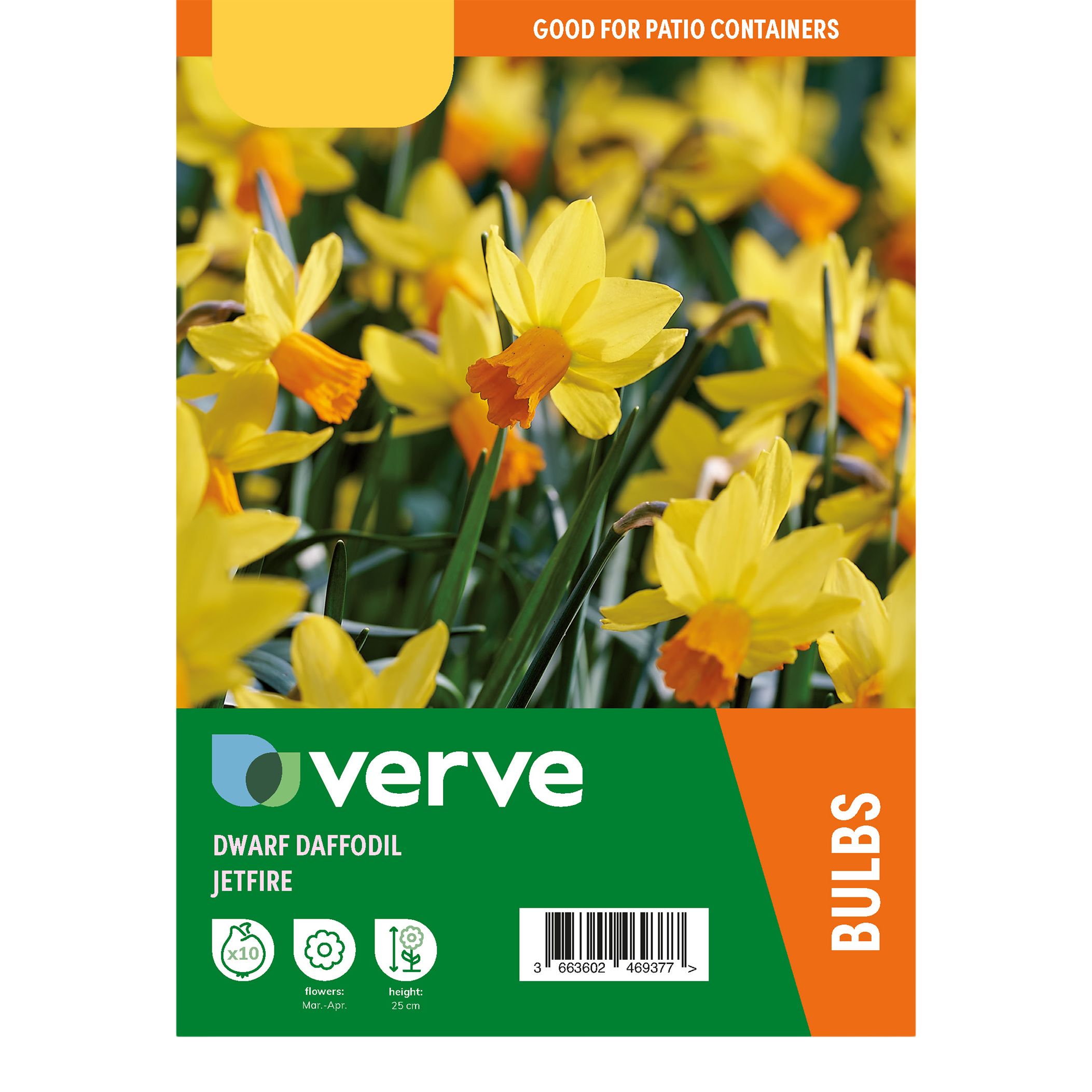 Narcissus Jetfire 10 Flower bulbs