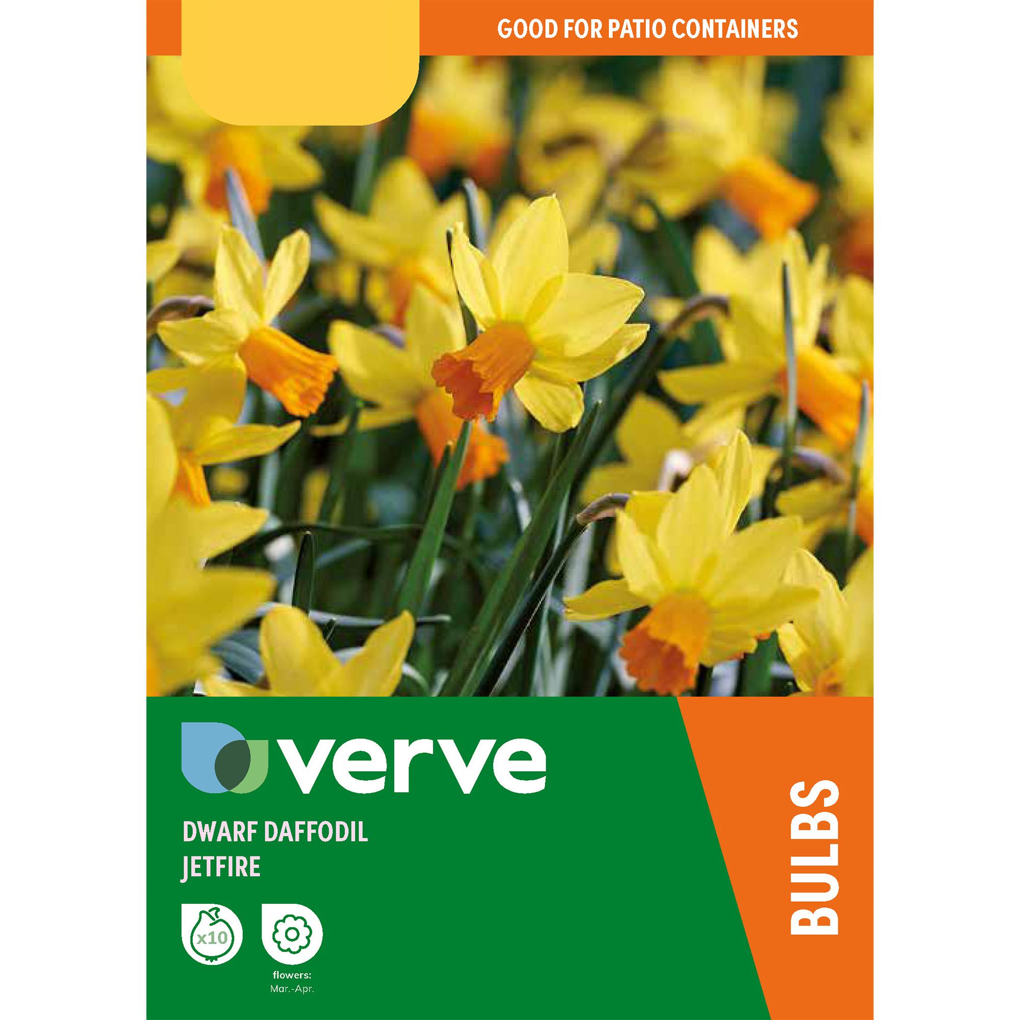 Narcissus Jetfire 10 Flower bulbs