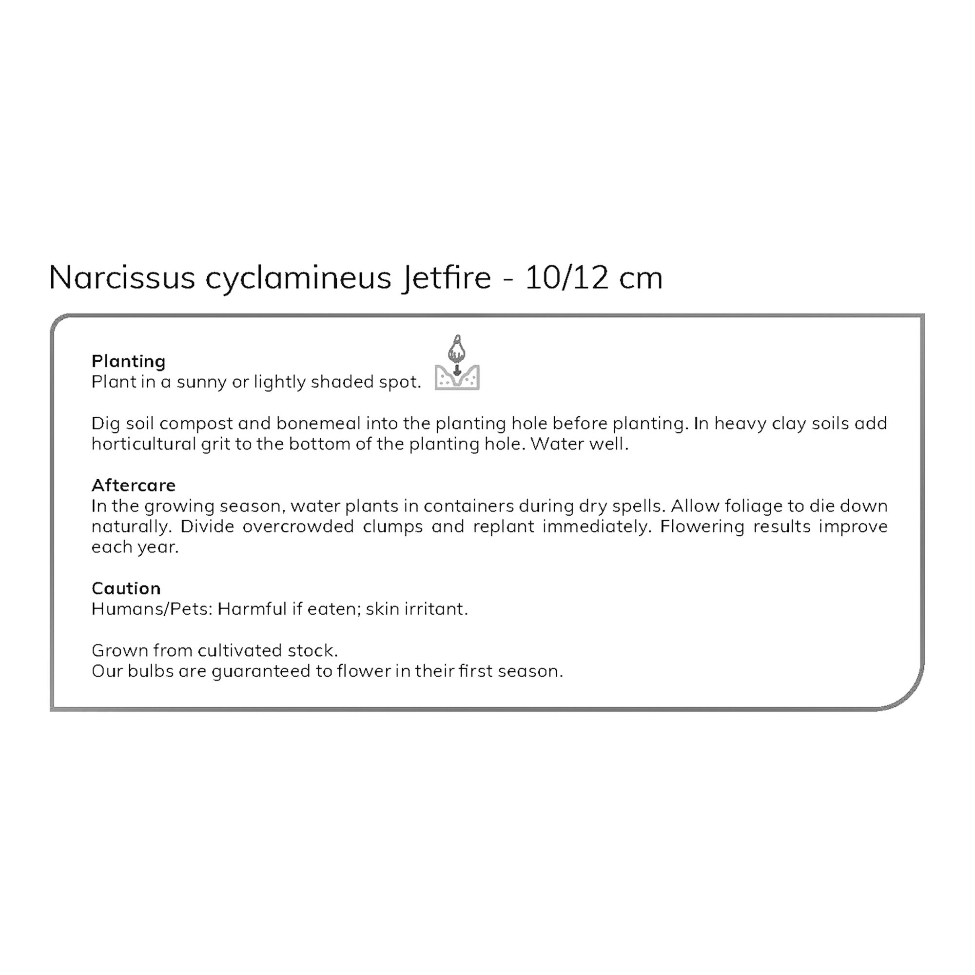 Narcissus Jetfire 10 Flower bulbs