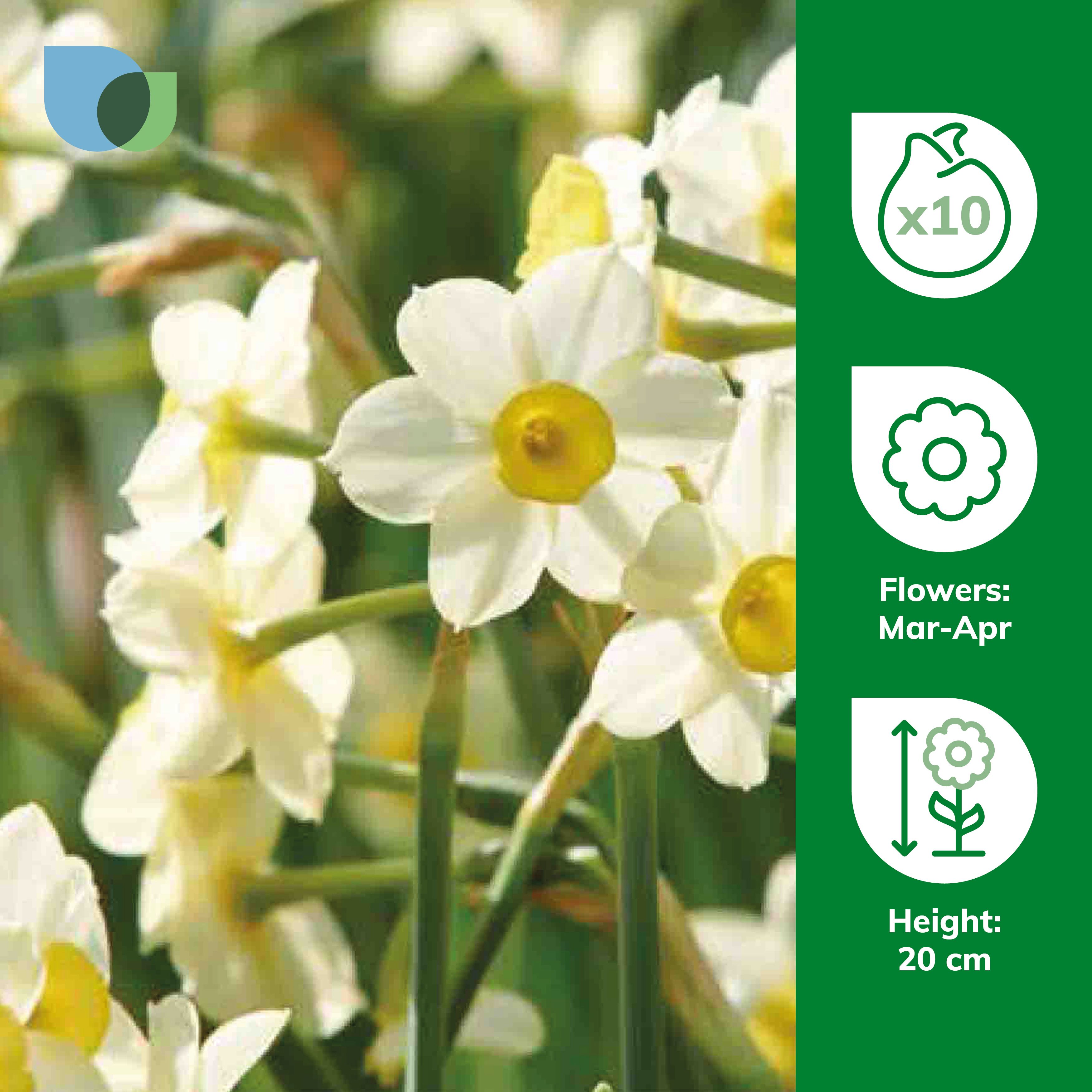 Narcissus Minnow 10 Flower bulbs - 3