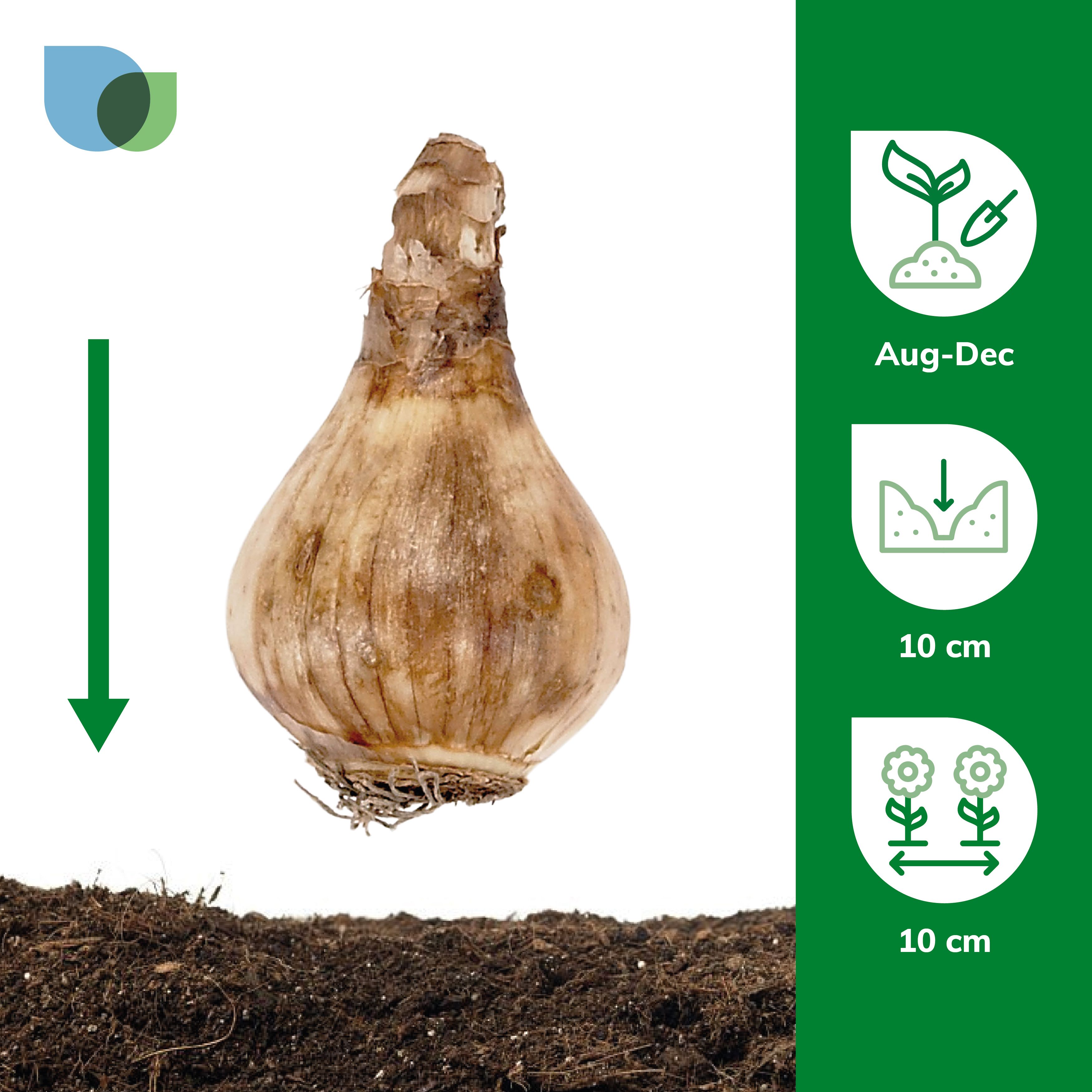 Narcissus Minnow 10 Flower bulbs - 4
