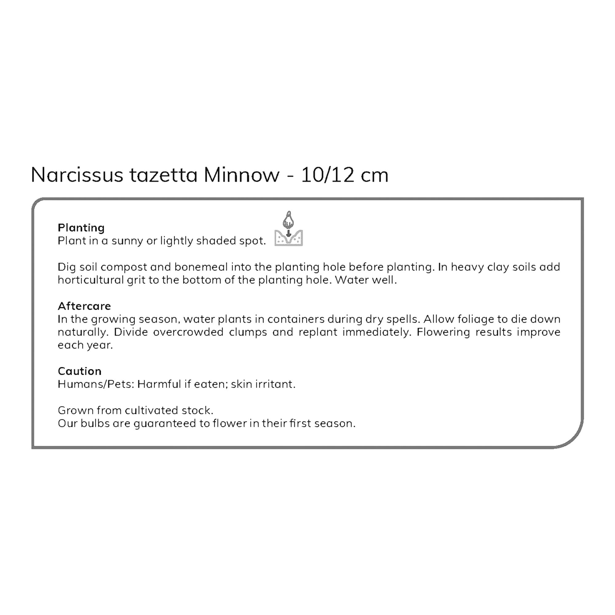 Narcissus Minnow 10 Flower bulbs - 7