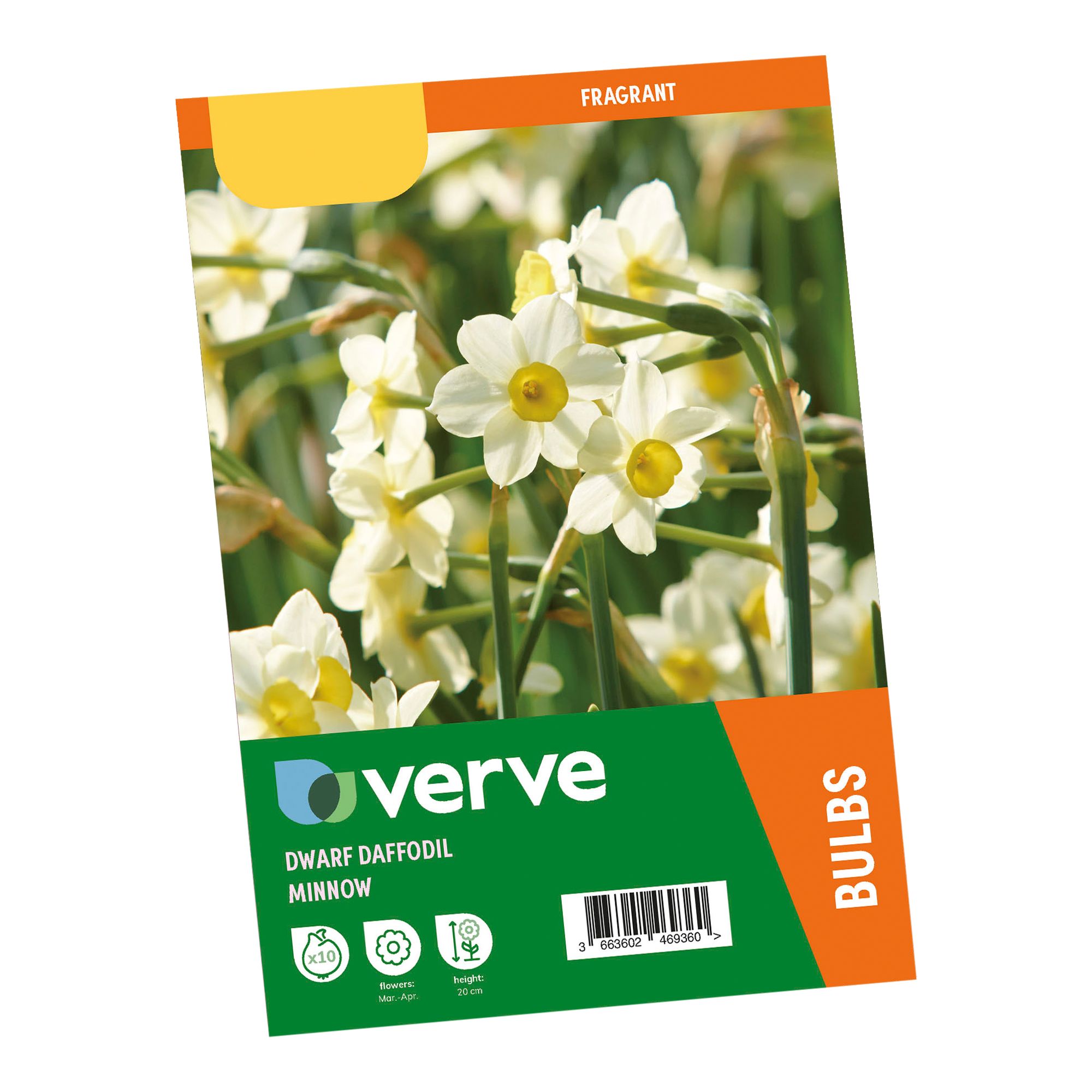 Narcissus Minnow 10 Flower bulbs - 5