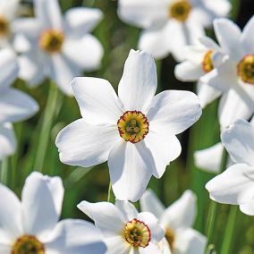 Narcissus Pheasant Eye 10 Flower bulbs