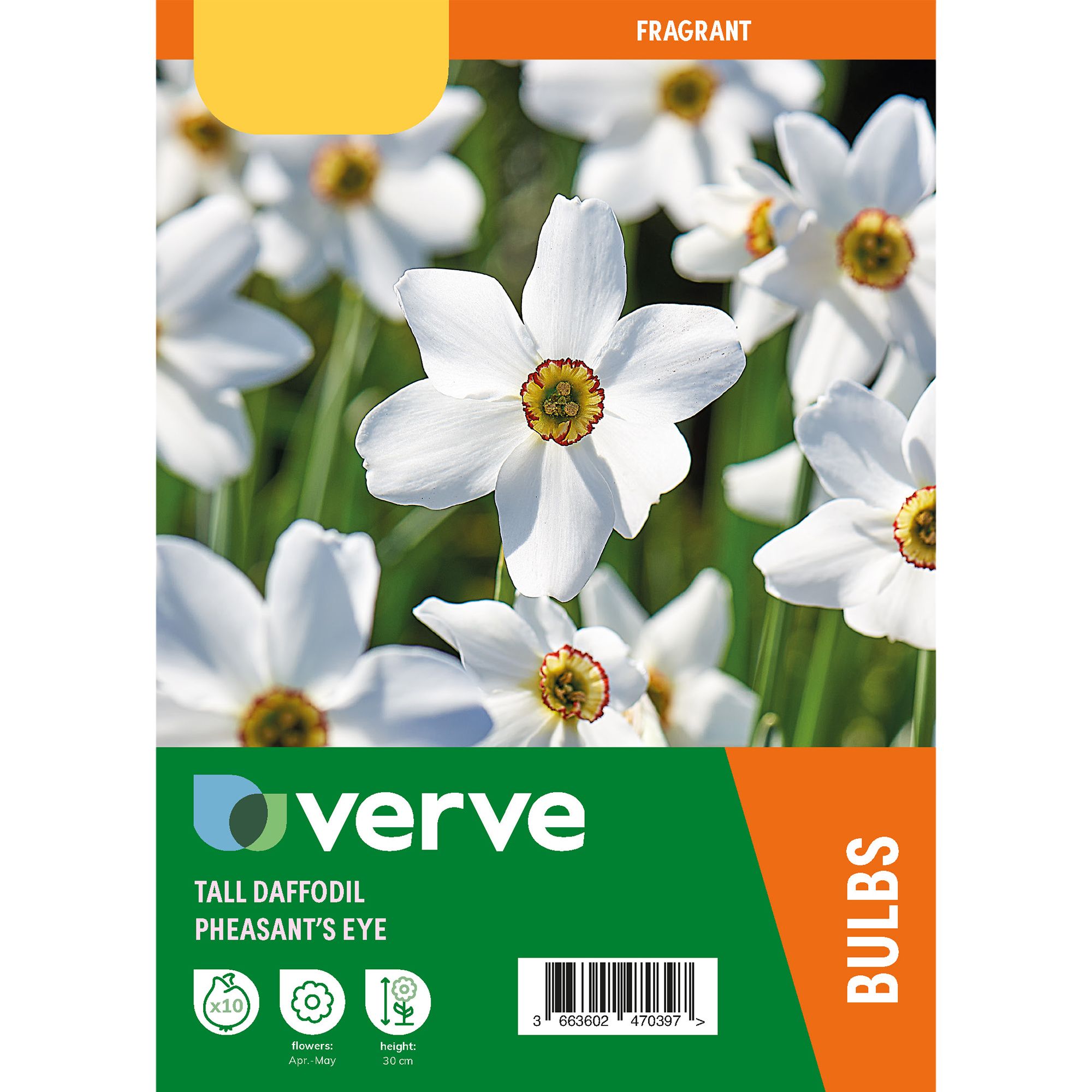 Narcissus Pheasant Eye 10 Flower bulbs - 4