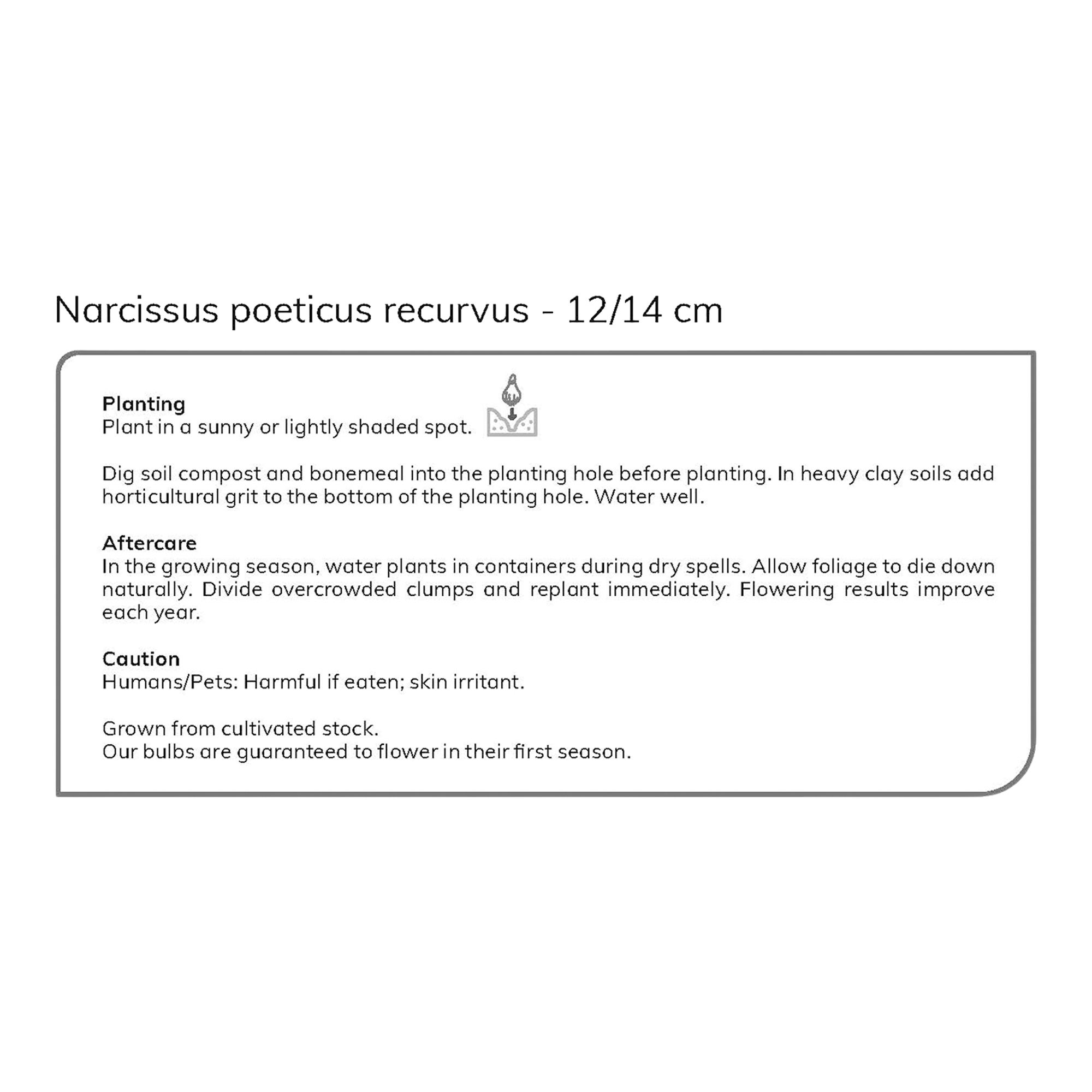 Narcissus Pheasant Eye 10 Flower bulbs - 5