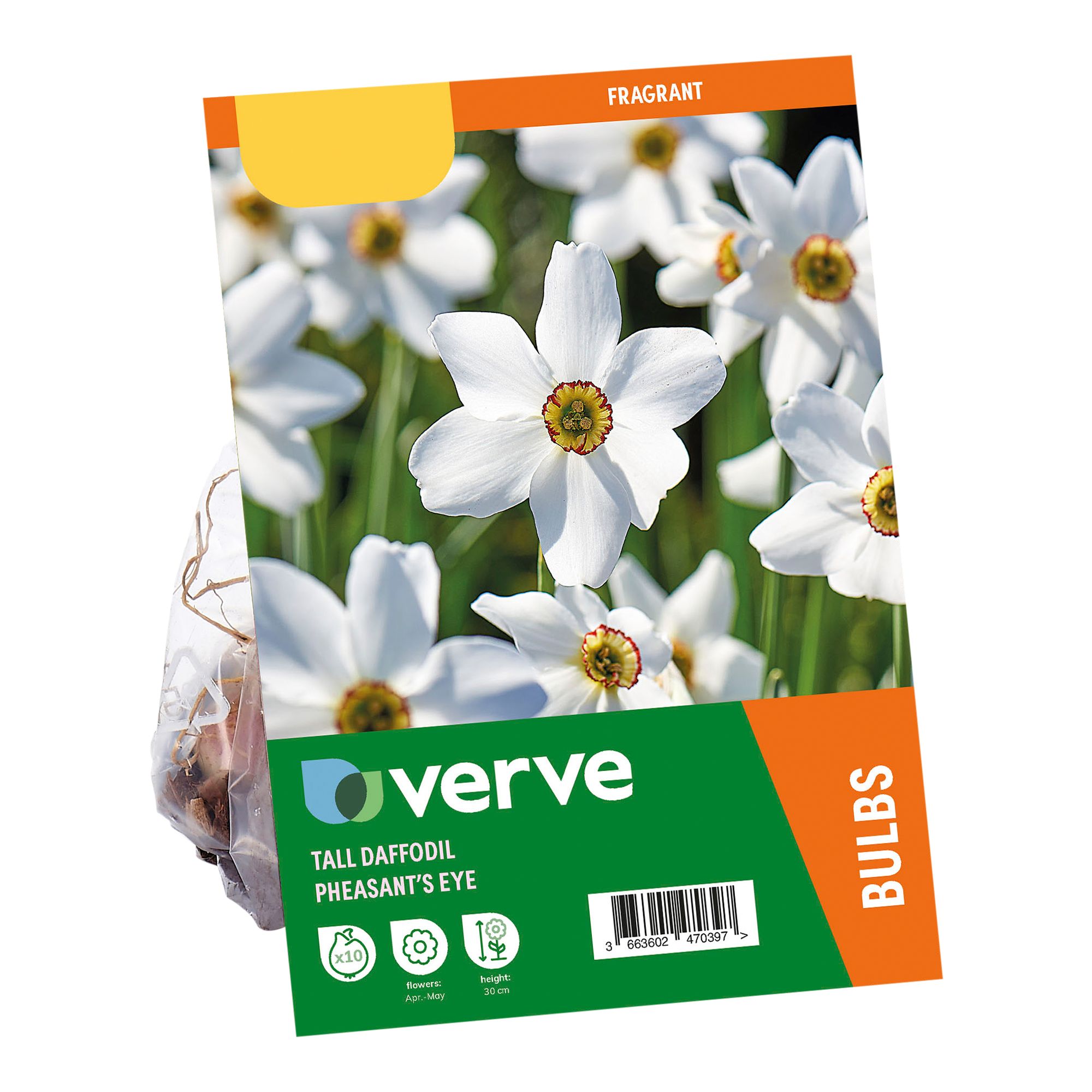 Narcissus Pheasant Eye 10 Flower bulbs - 3
