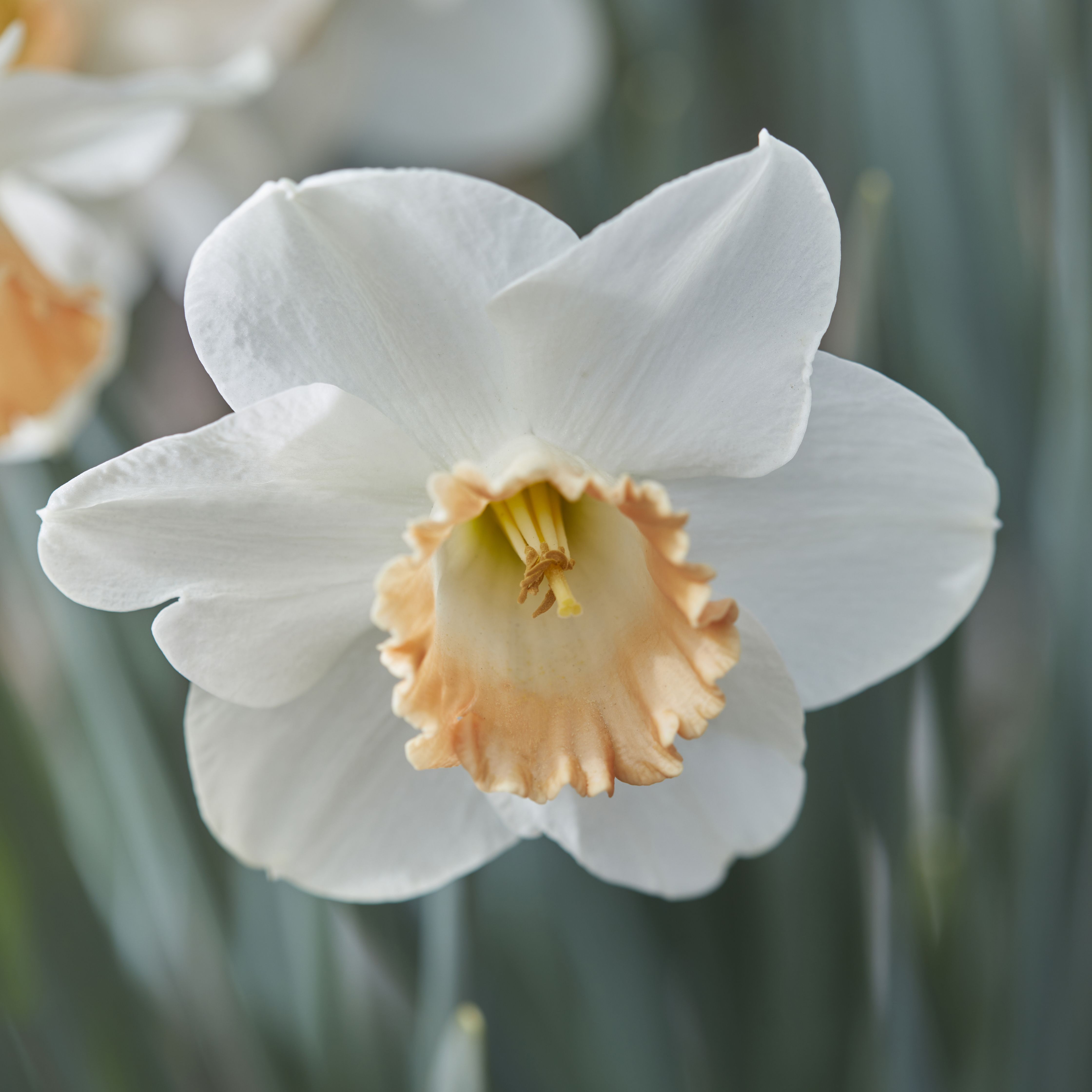 Narcissus Pink Charm 8 Flower bulbs