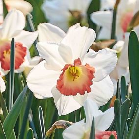 Narcissus Pink Charm 8 Flower bulbs