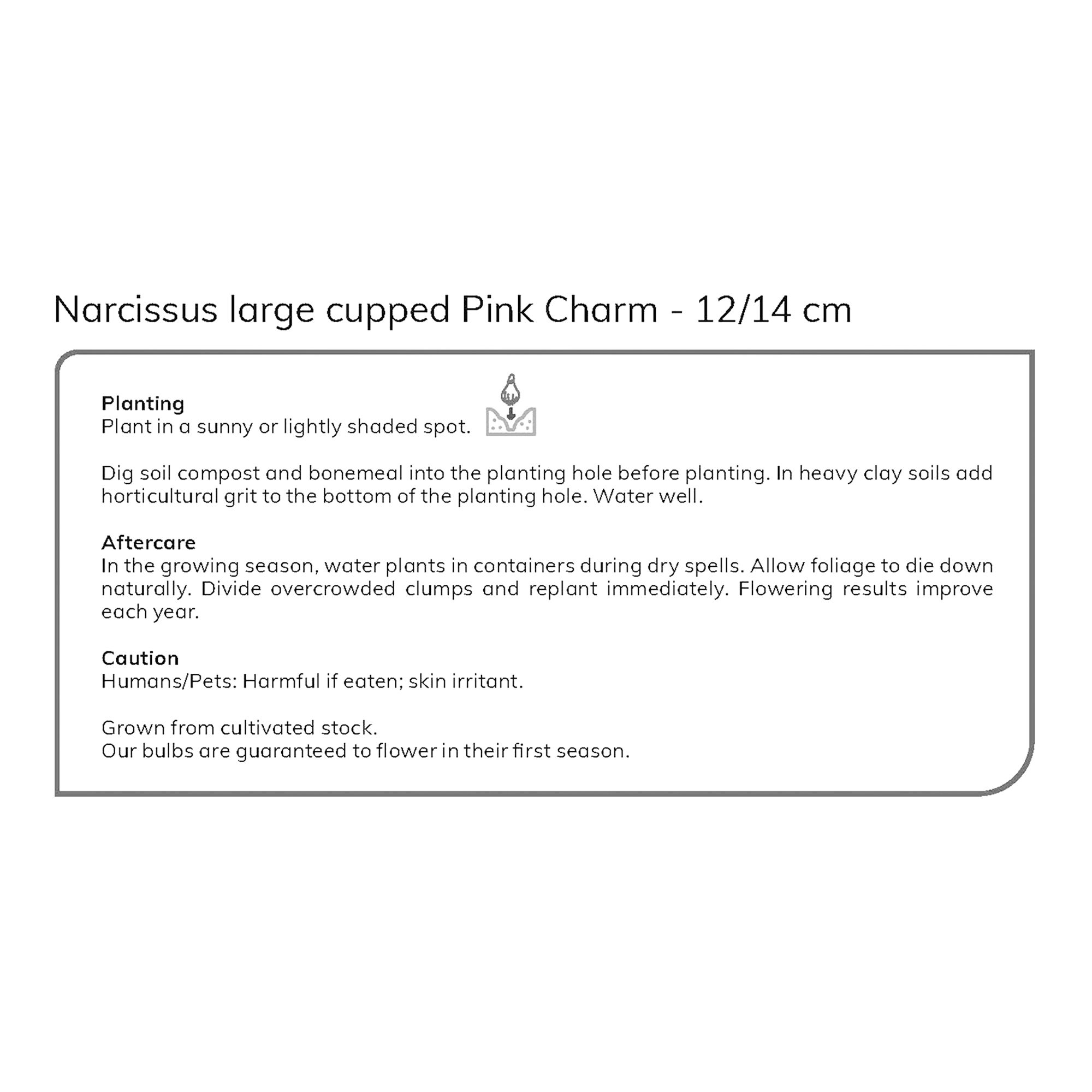 Narcissus Pink Charm 8 Flower bulbs - 5