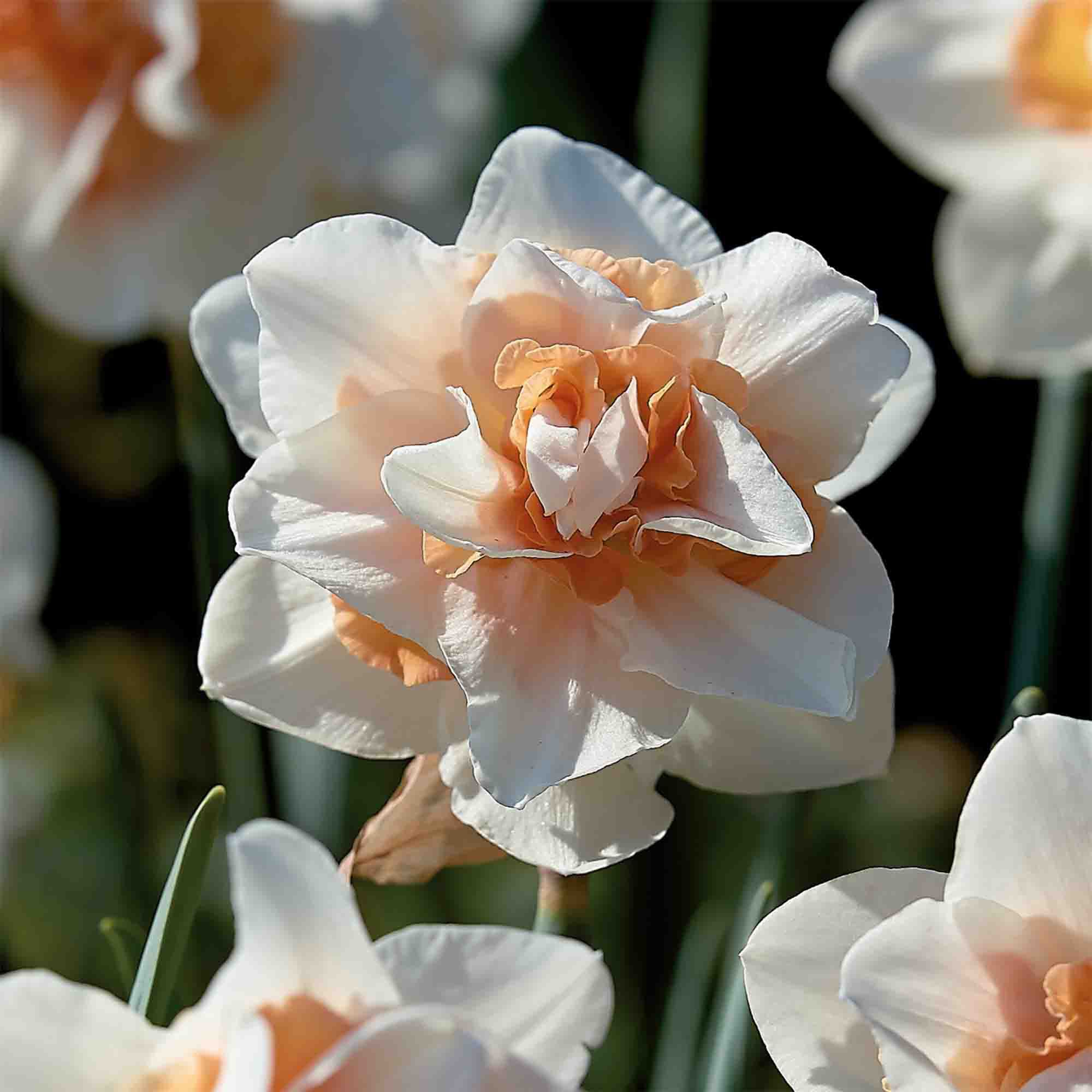 Narcissus Replete 8 Flower bulbs