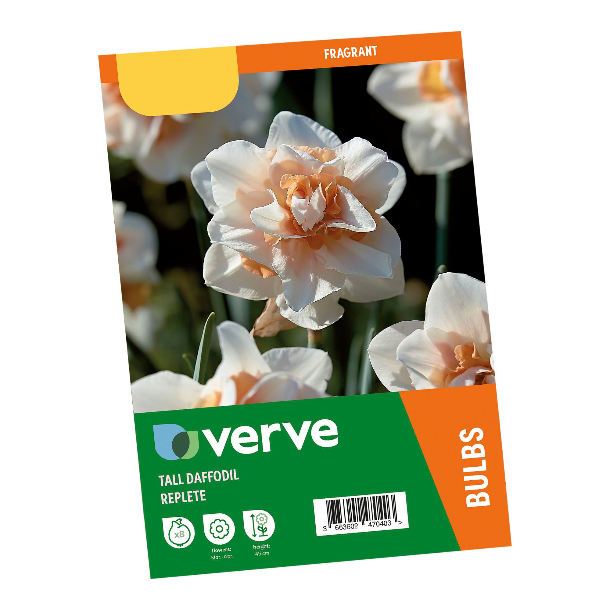 Narcissus Replete 8 Flower bulbs - 3