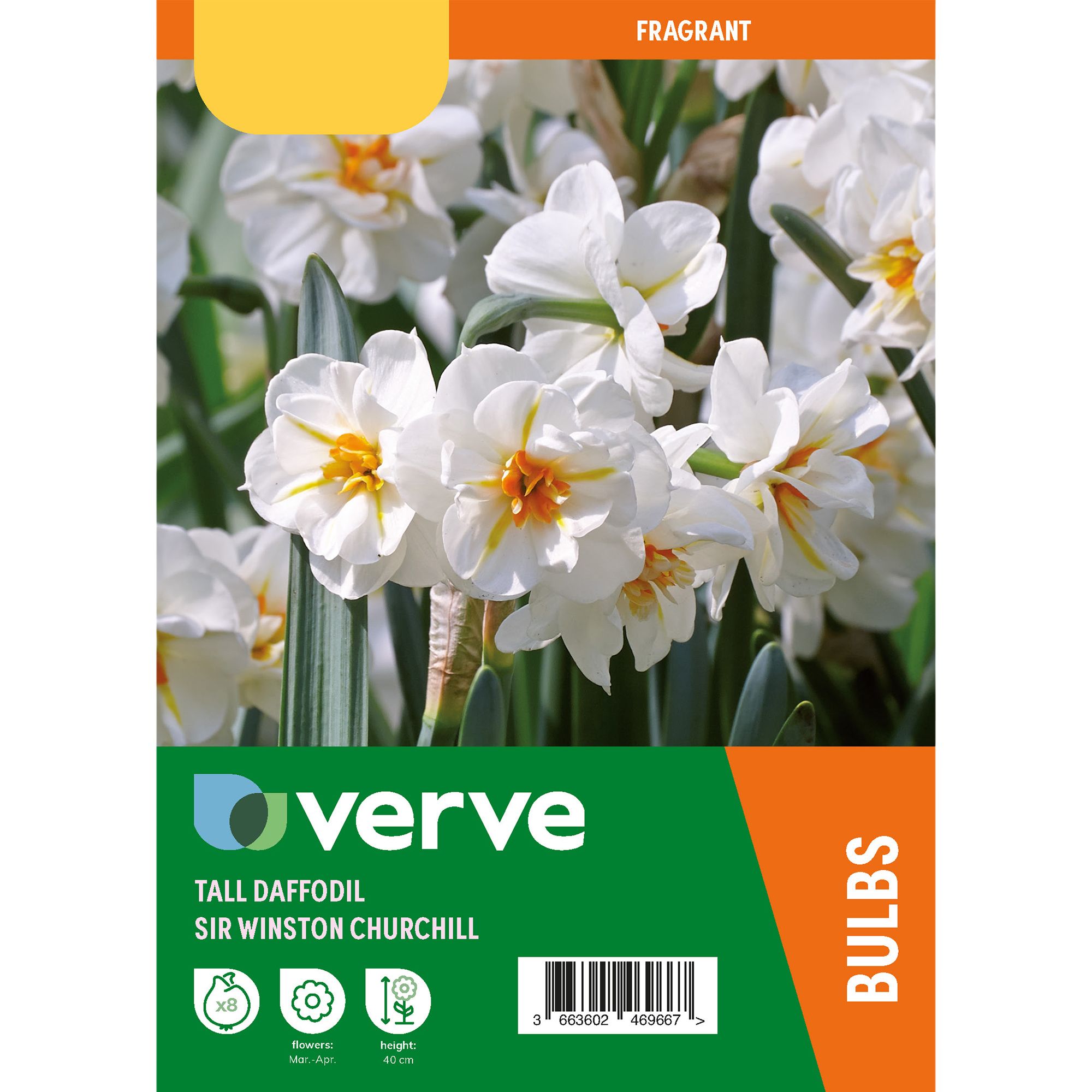 Narcissus Sir Winston Churchill 8 Flower bulbs
