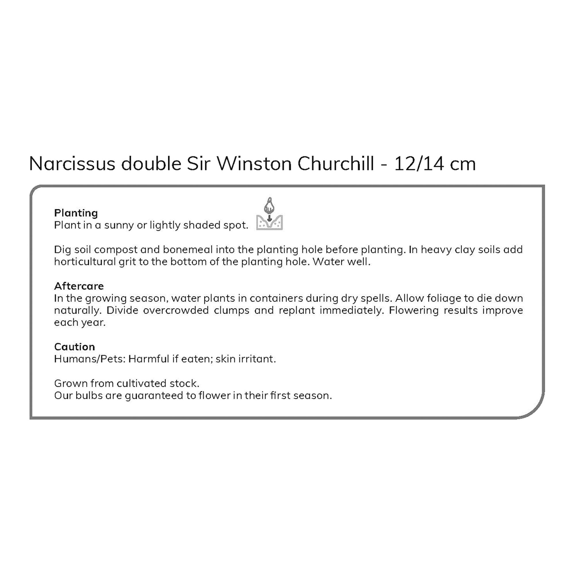 Narcissus Sir Winston Churchill 8 Flower bulbs