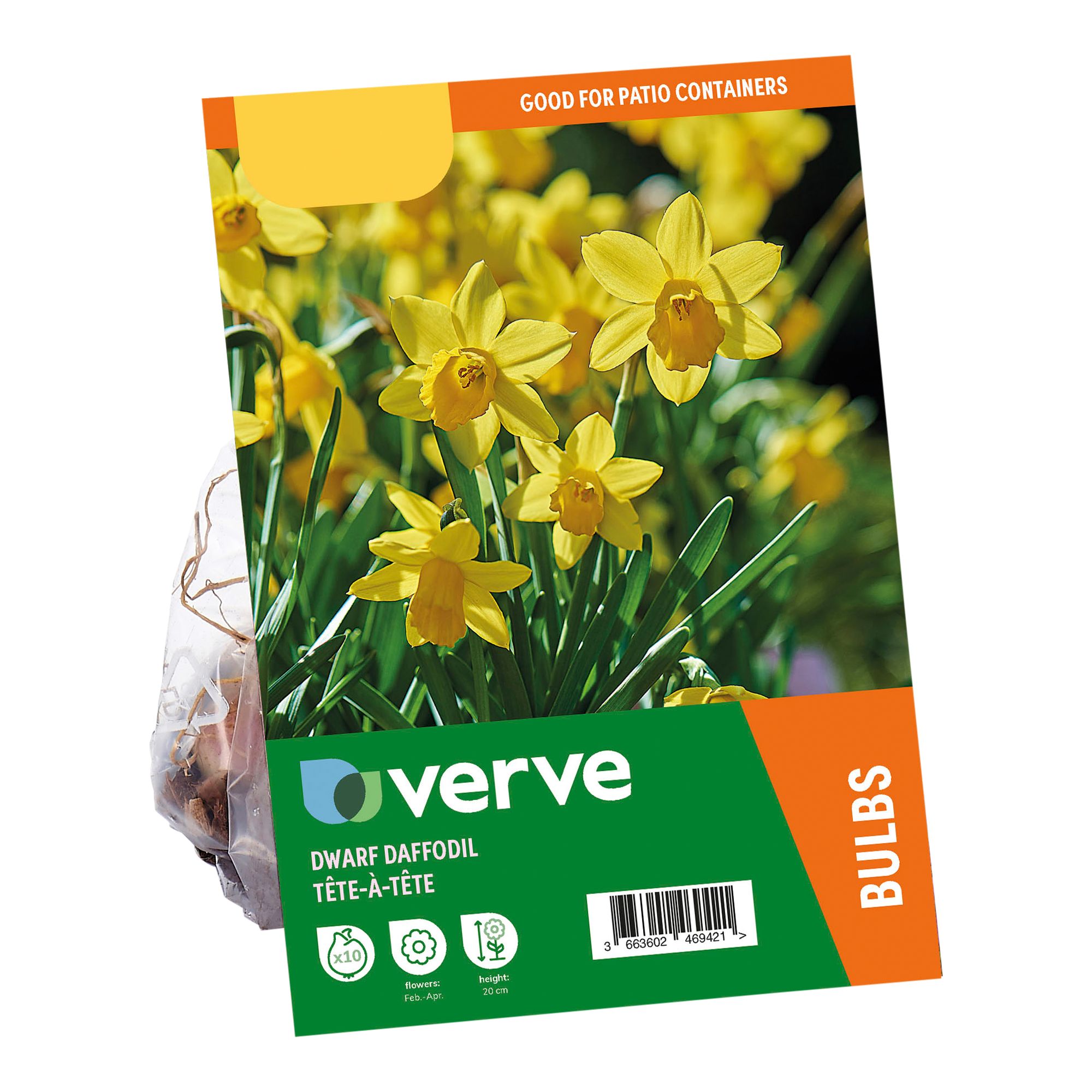 Narcissus Tête-à-Tête 10 Flower bulbs - 5