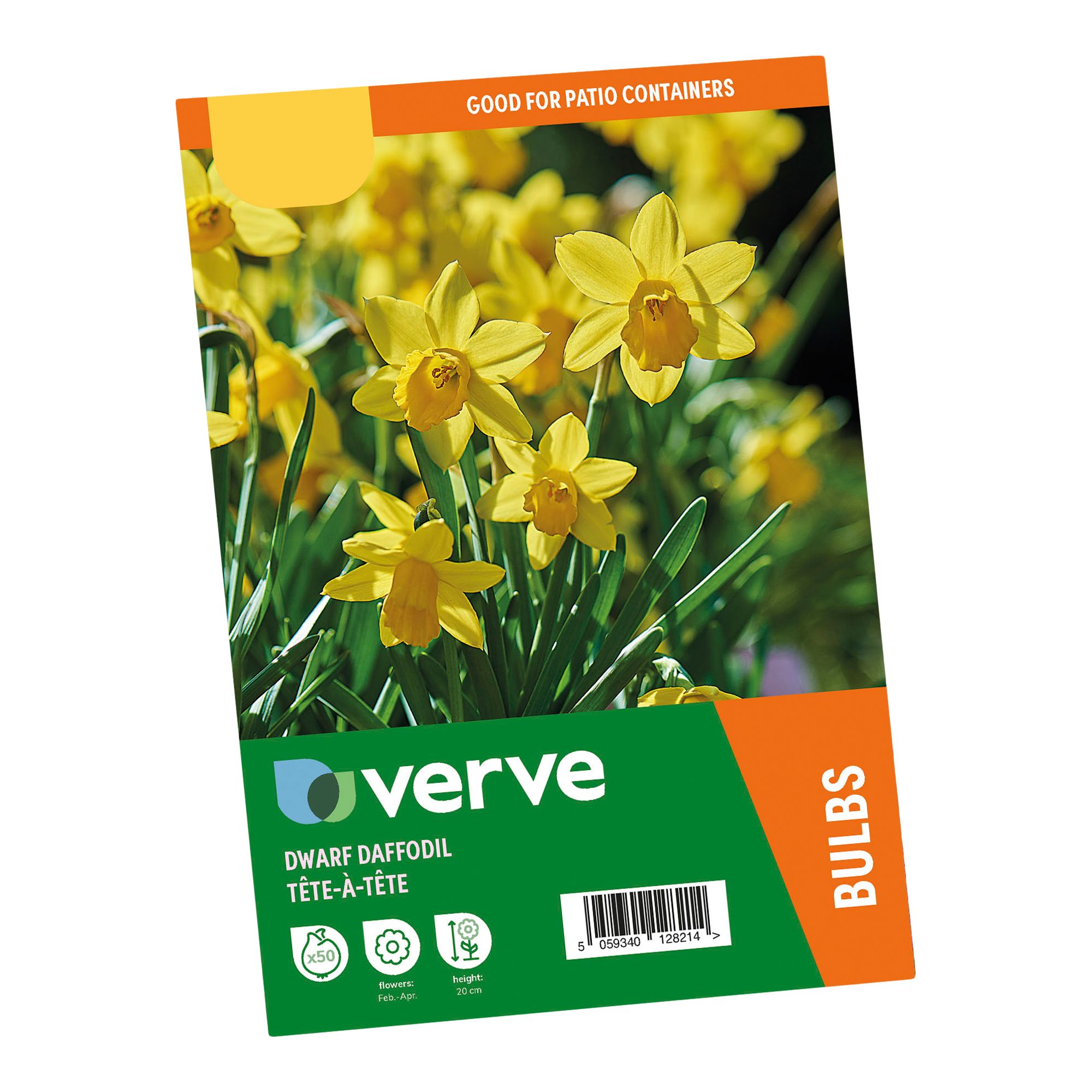 Narcissus Tête-à-Tête 50 Flower bulbs - 4