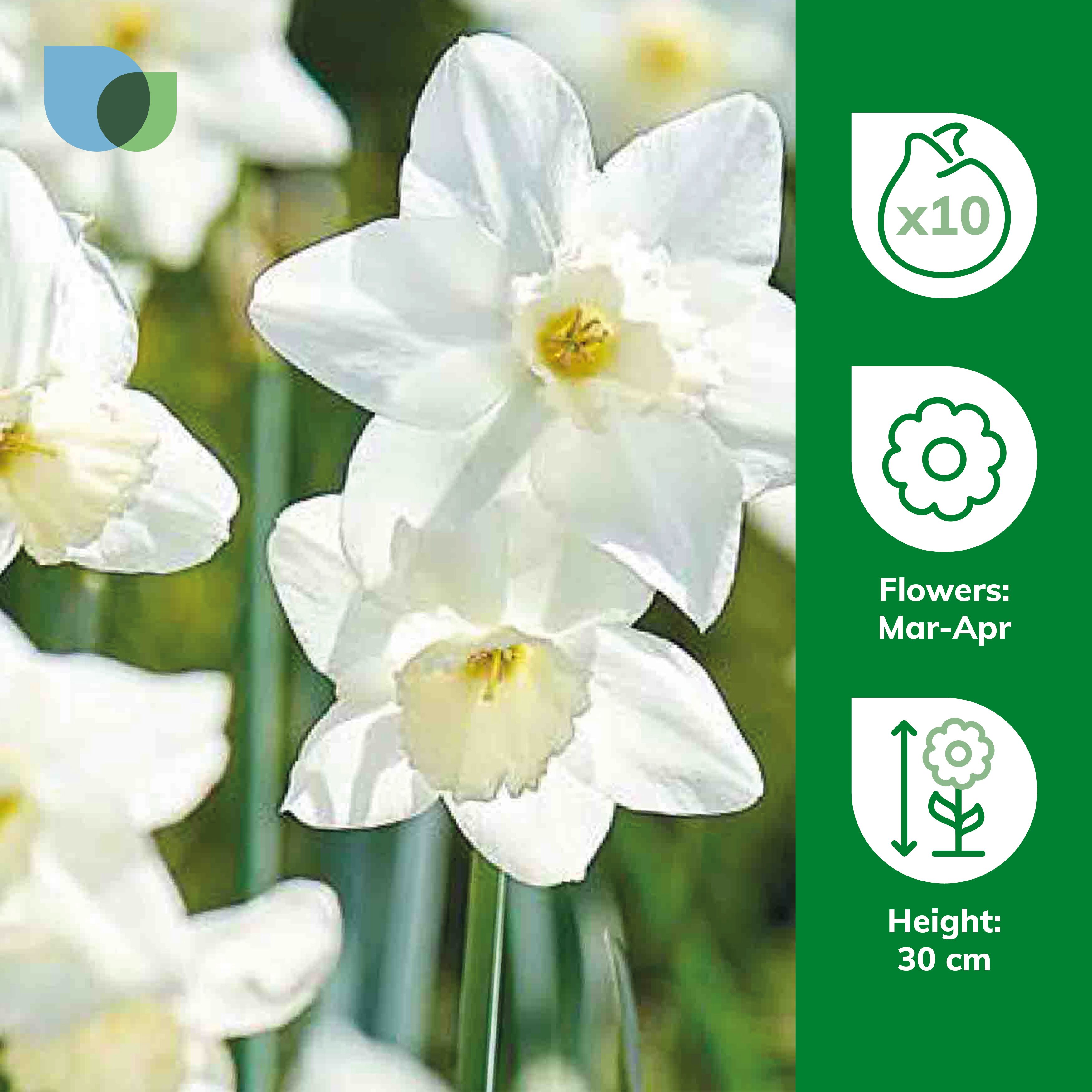 Narcissus Tresamble 10 Flower bulbs - 3
