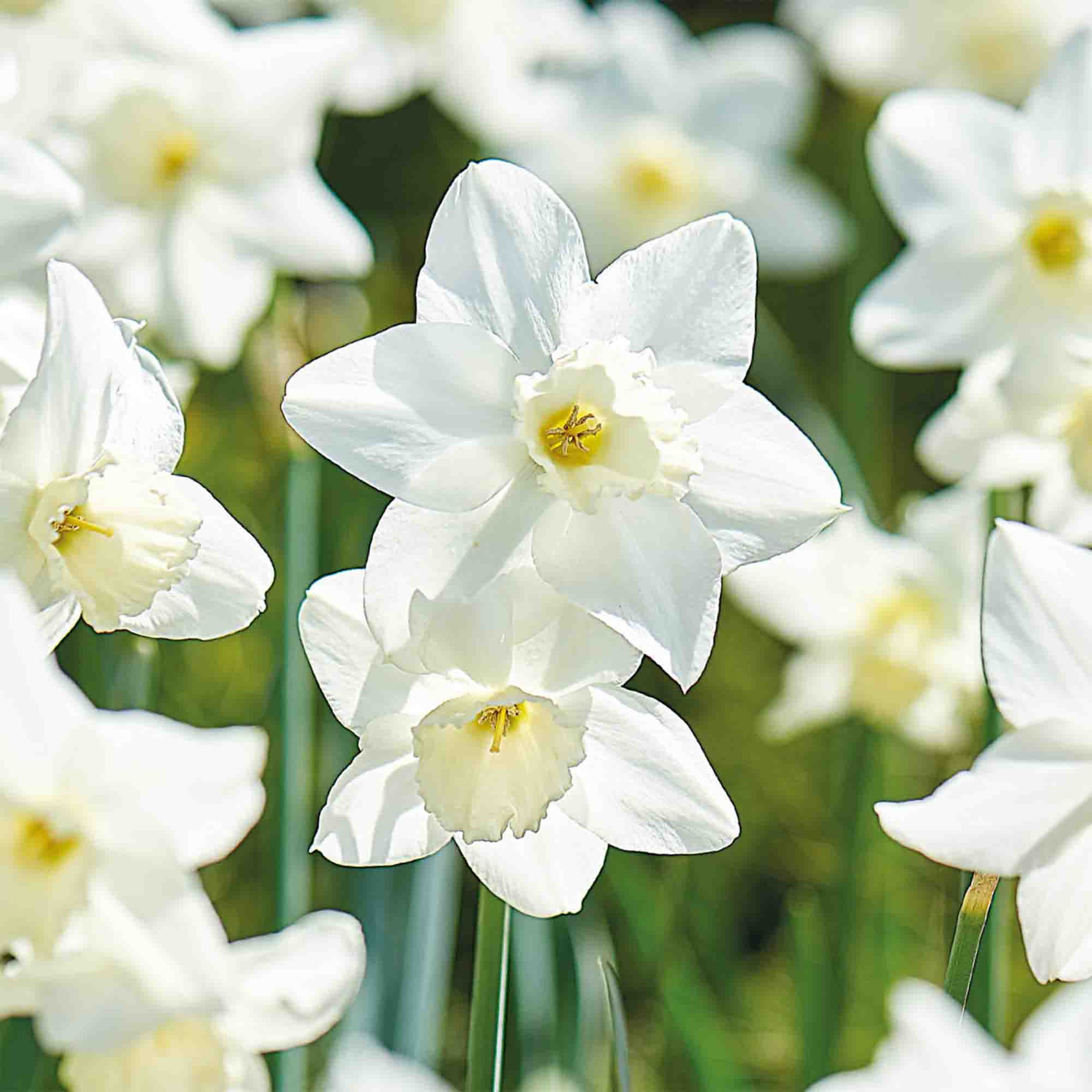 Narcissus Tresamble 10 Flower bulbs