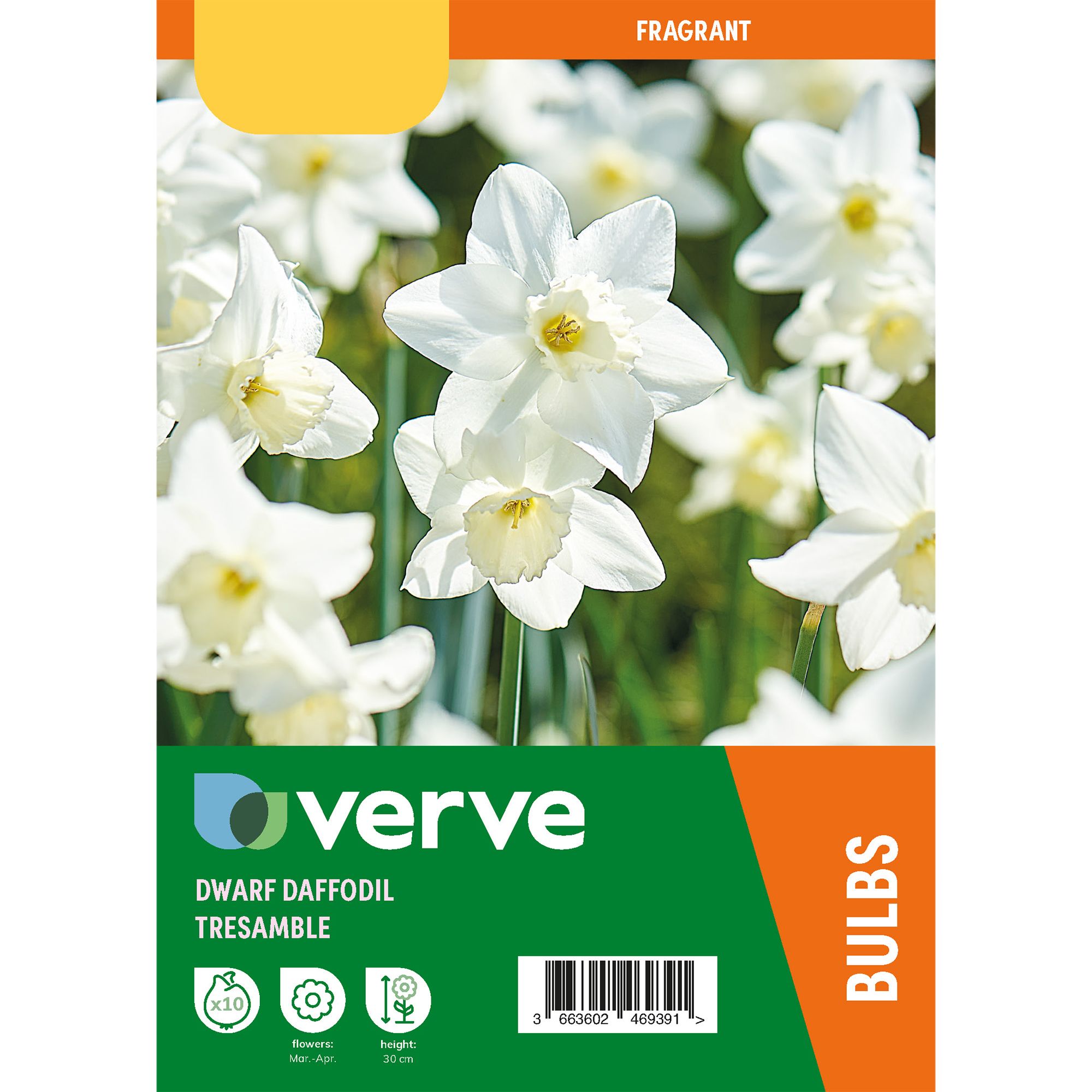 Narcissus Tresamble 10 Flower bulbs at B&Q