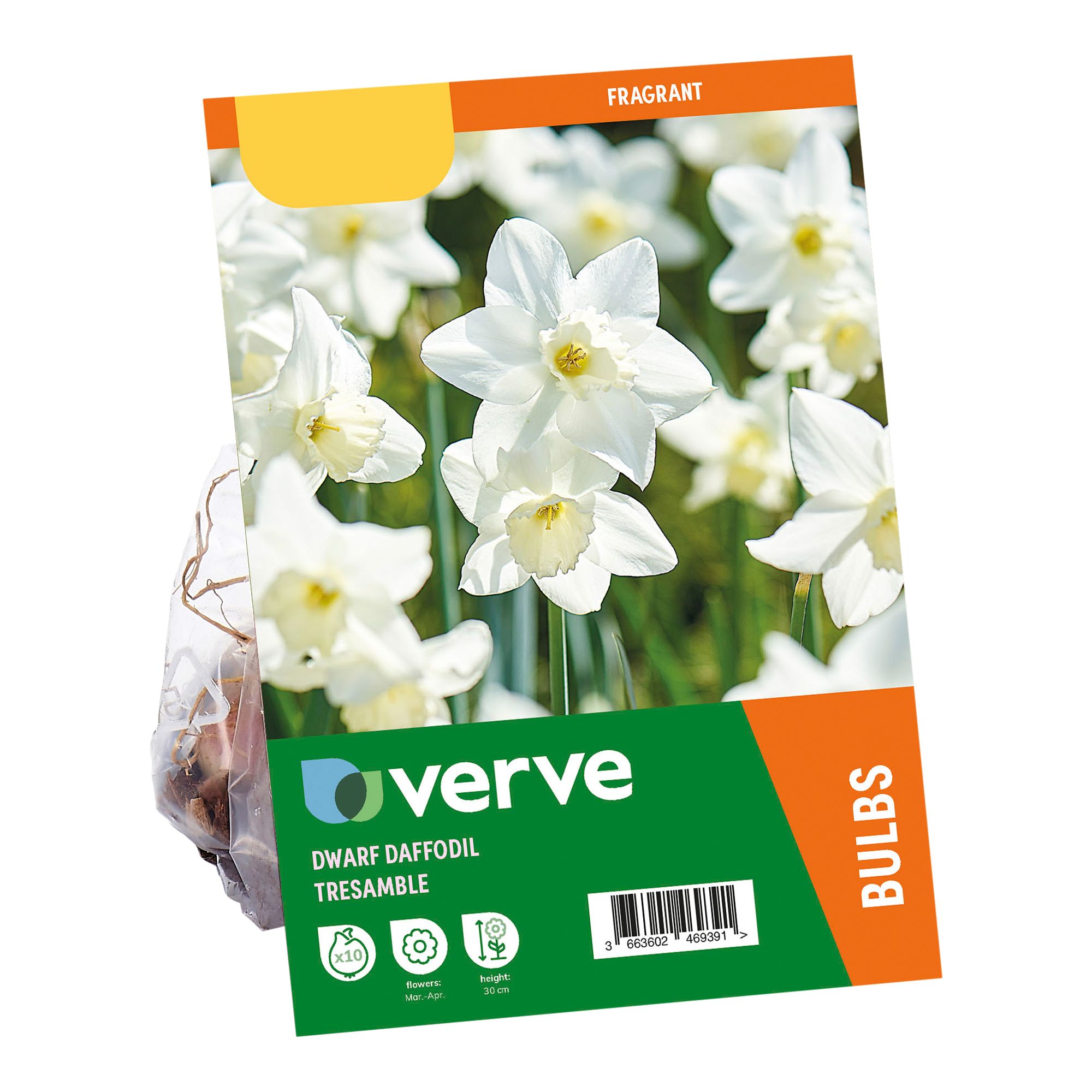 Narcissus Tresamble 10 Flower bulbs - 5