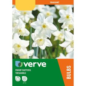 Narcissus Tresamble White Flower bulb Pack of 10